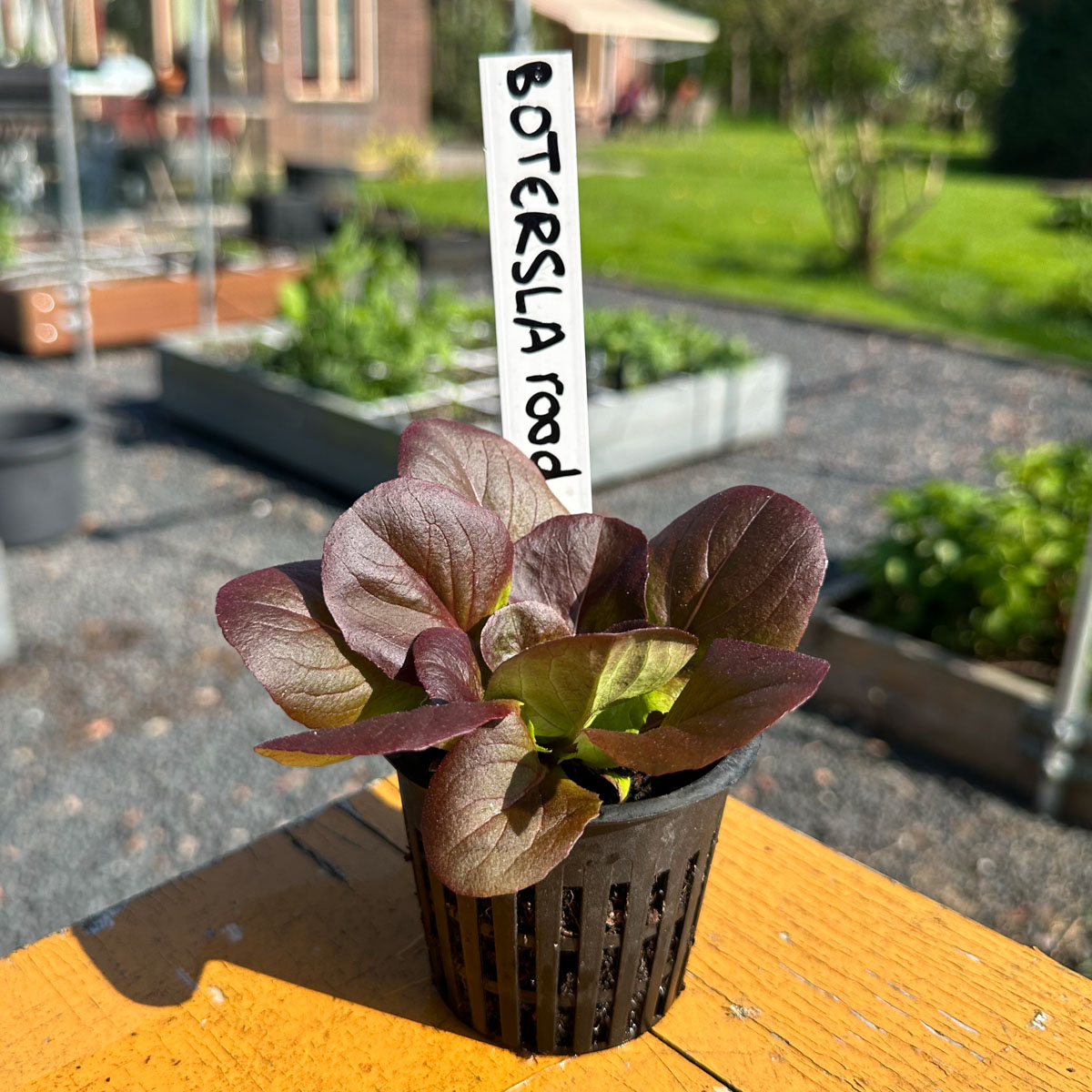Opgekweekt botersla-plantje: groot genoeg om naar een eigen vak te gaan. 