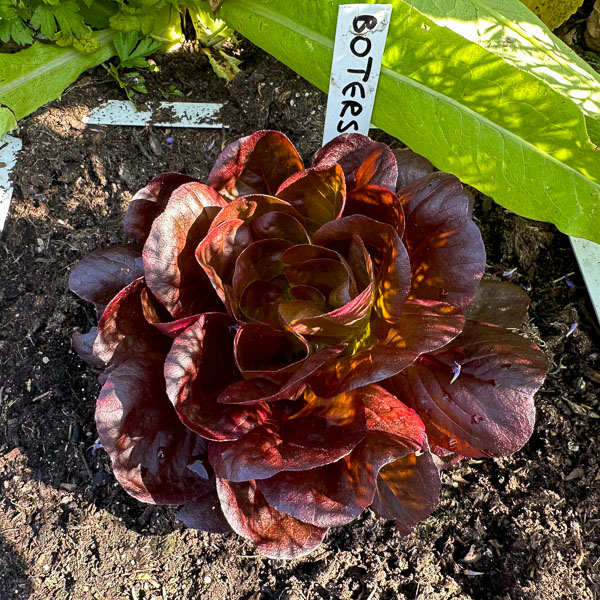 Salanova botersla plantje: groot genoeg om de eerste blaadjes van te oogsten