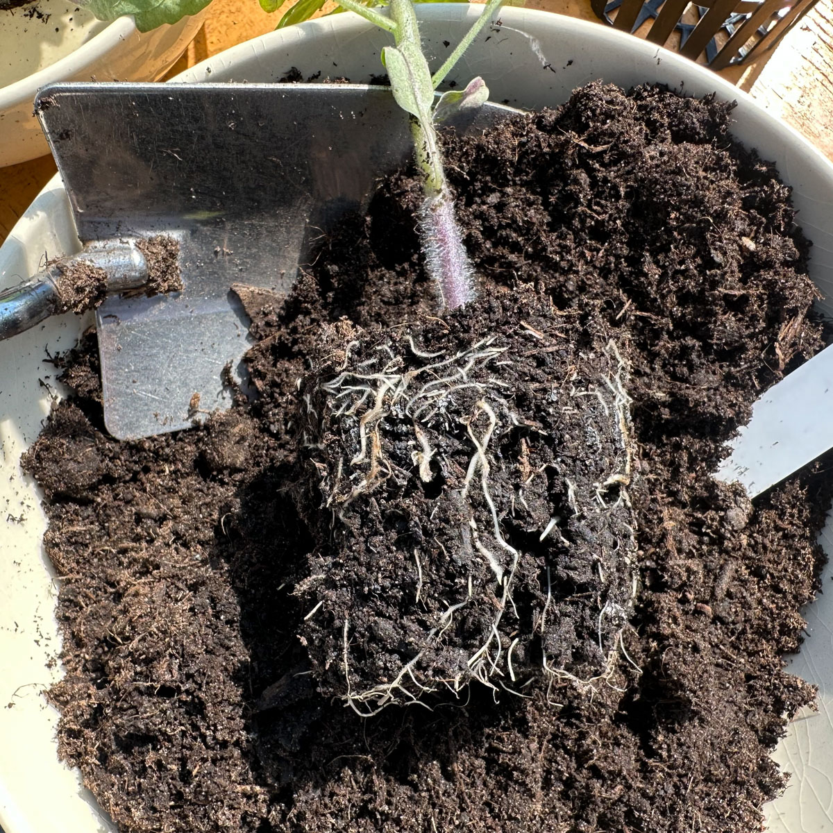 De wortelkluit van van een tomatenplantje uit een Makkelijke Moestuin-airpotje
