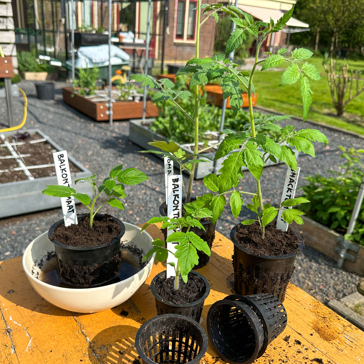 Verpotten van tomaten naar de grote maat airpotten