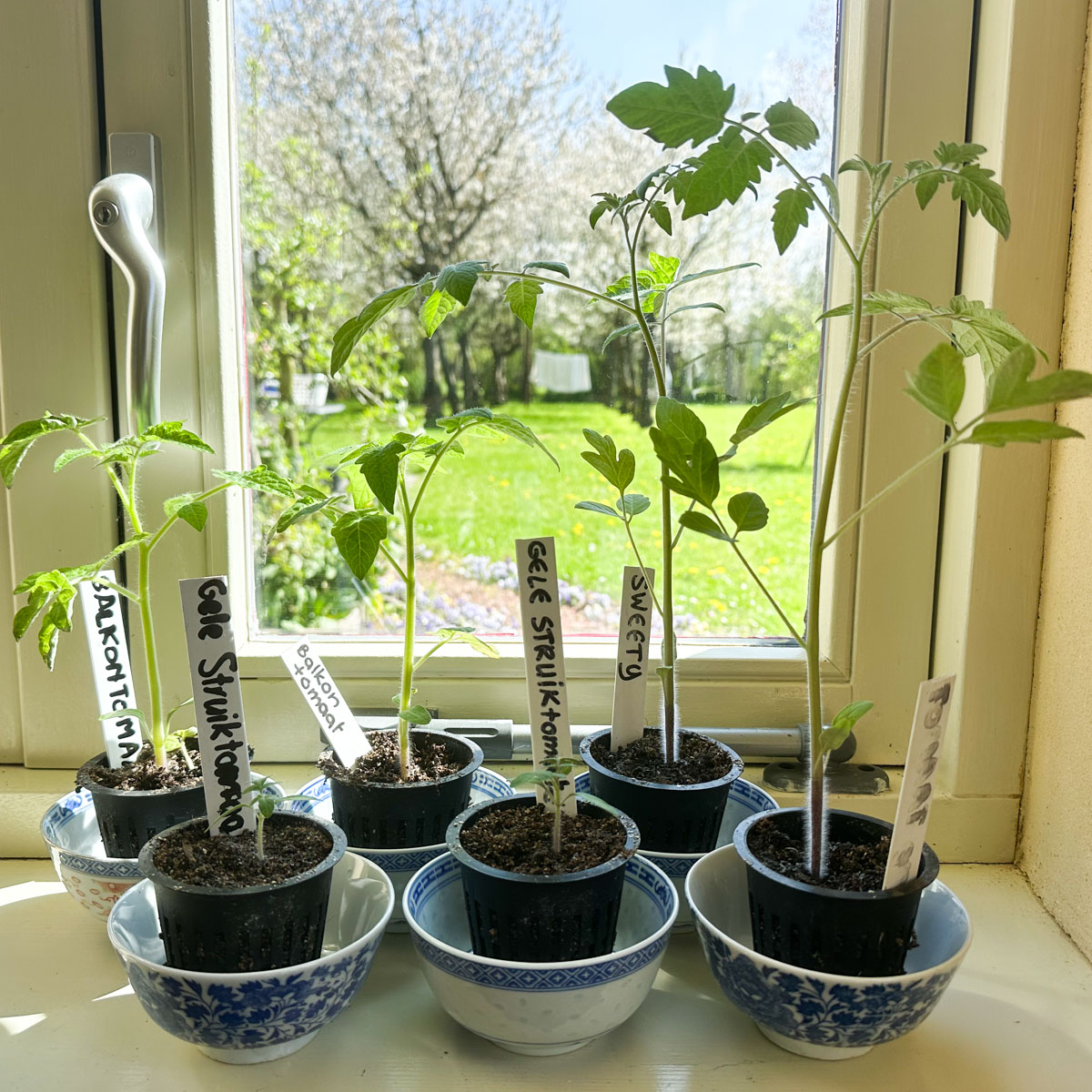Young tomato seedlings two to four weeks after sowing