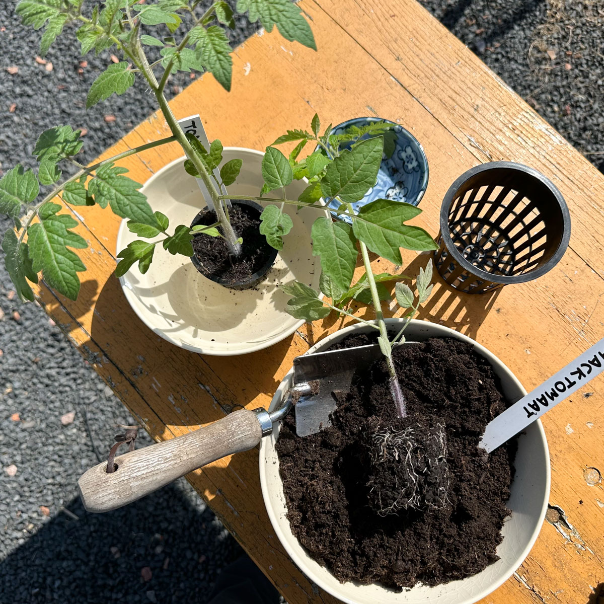 MM-Mix Airpots and supplies for repotting tomatoes