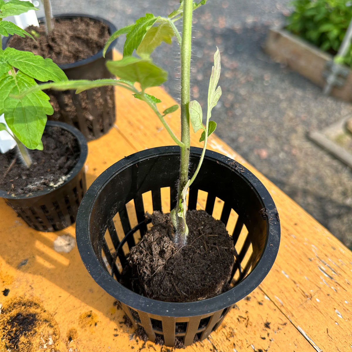 Tomato seedling placed deep inside a large Airpot