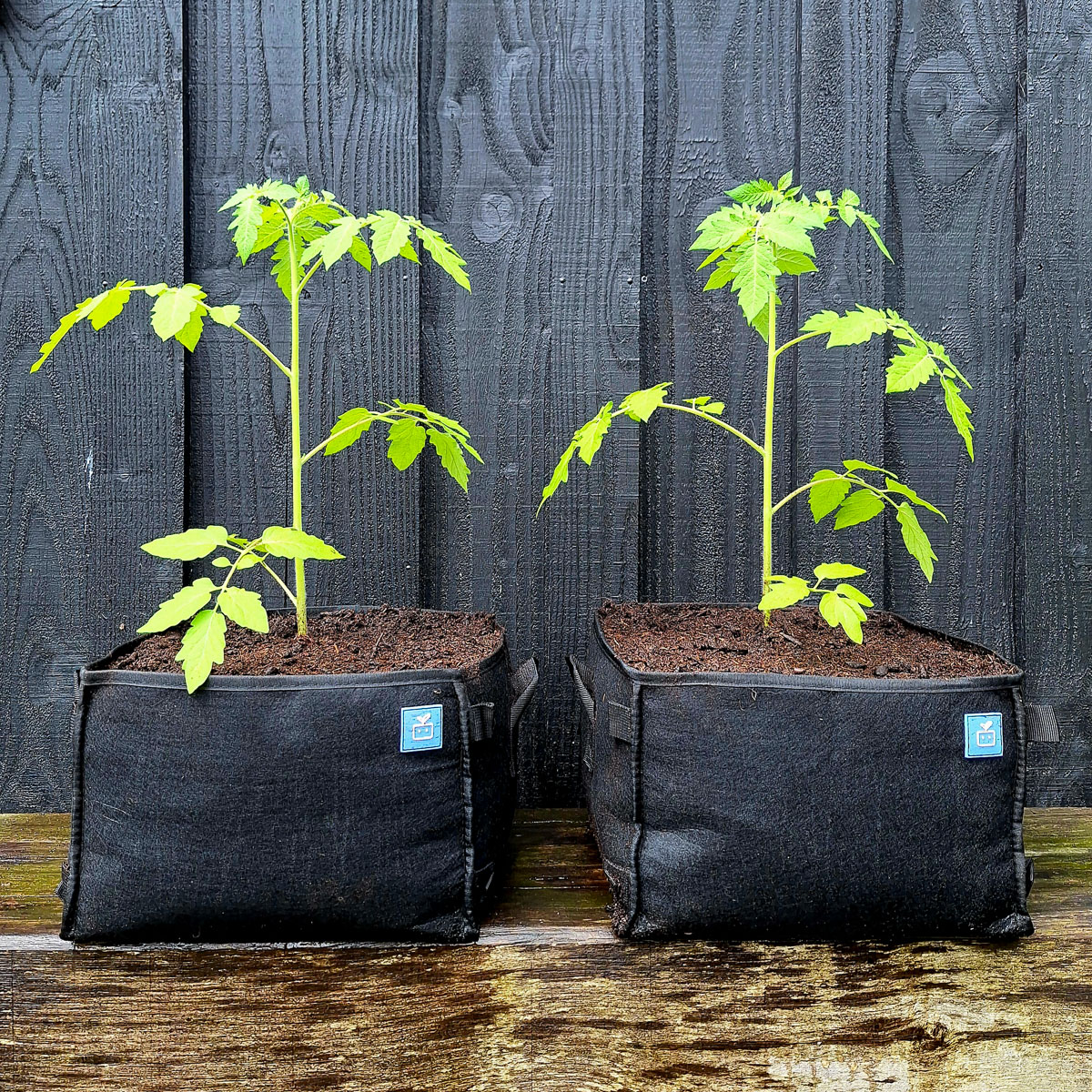Tomato plant being repotted into an MM-mini grow bag