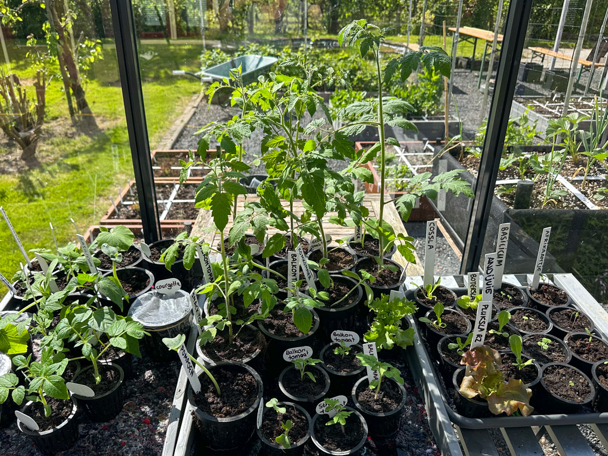 Tomato seedlings and other young plants in an unheated greenhouse