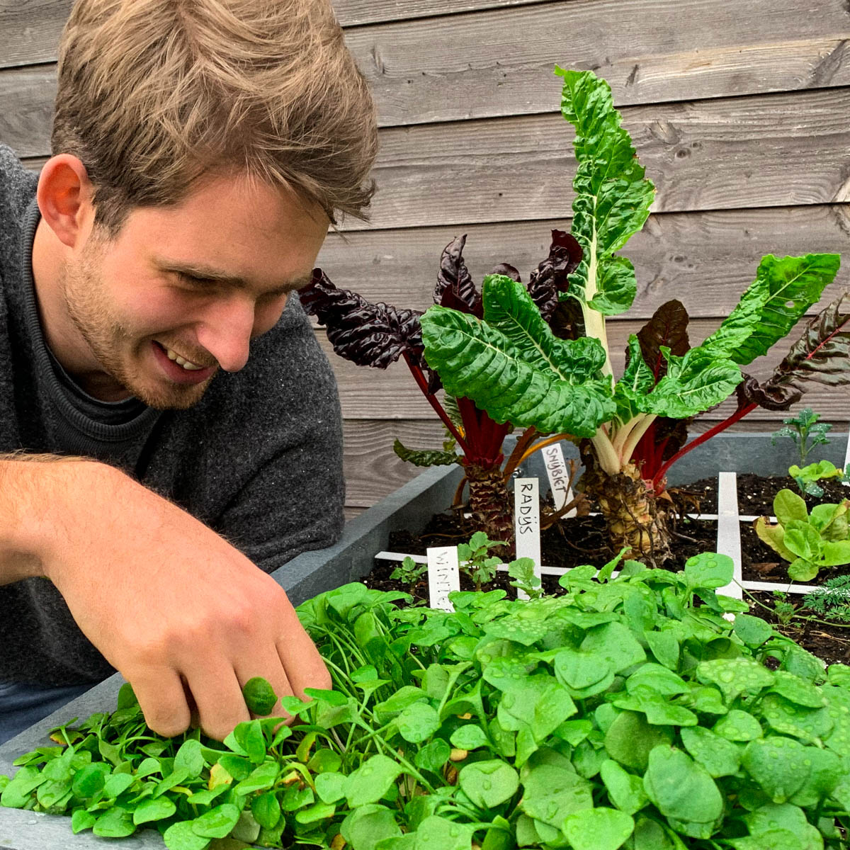 Eind januari: snijbietplanten van vorig jaar in de Makkelijke Moestuin