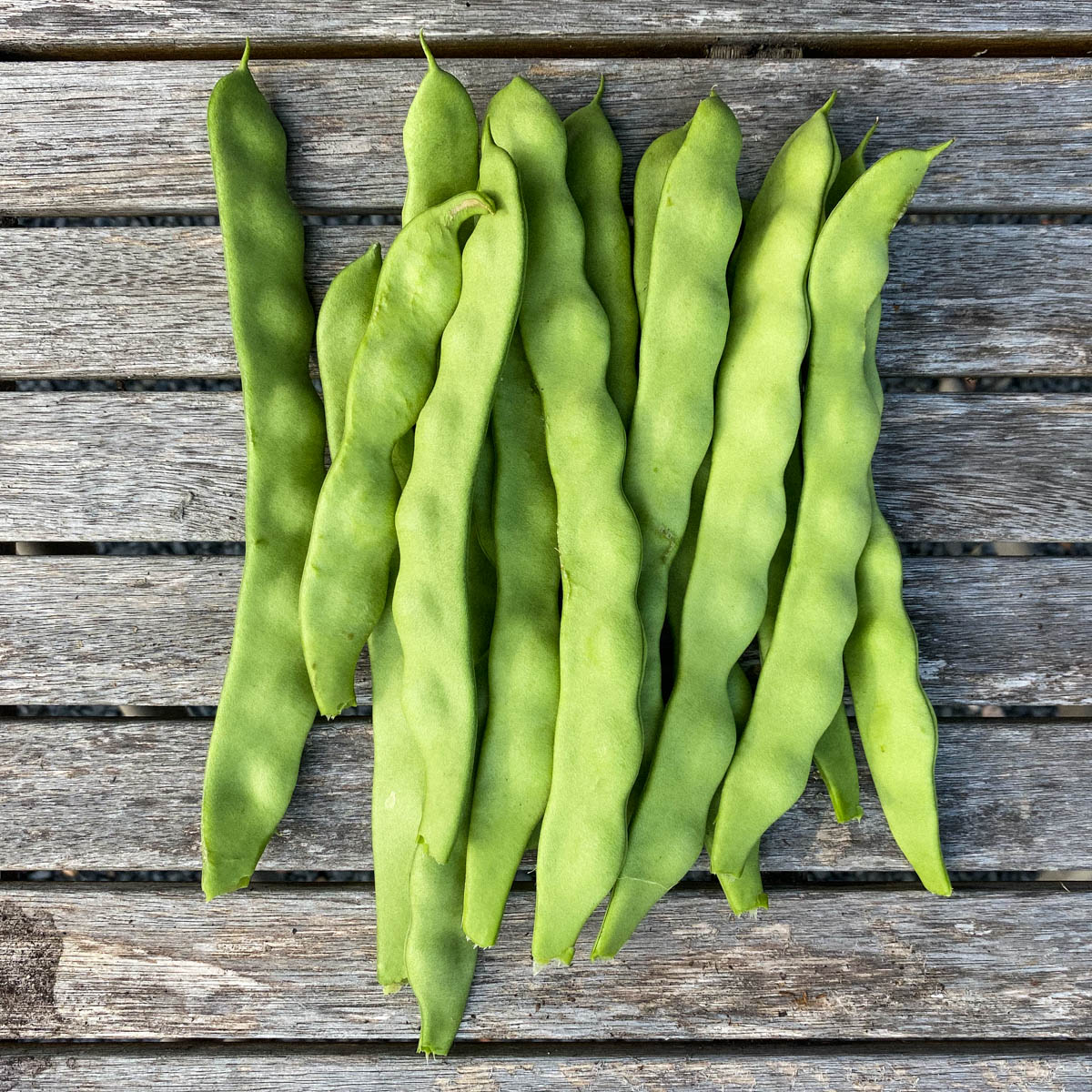 Fresh Romano pole beans ready to cook