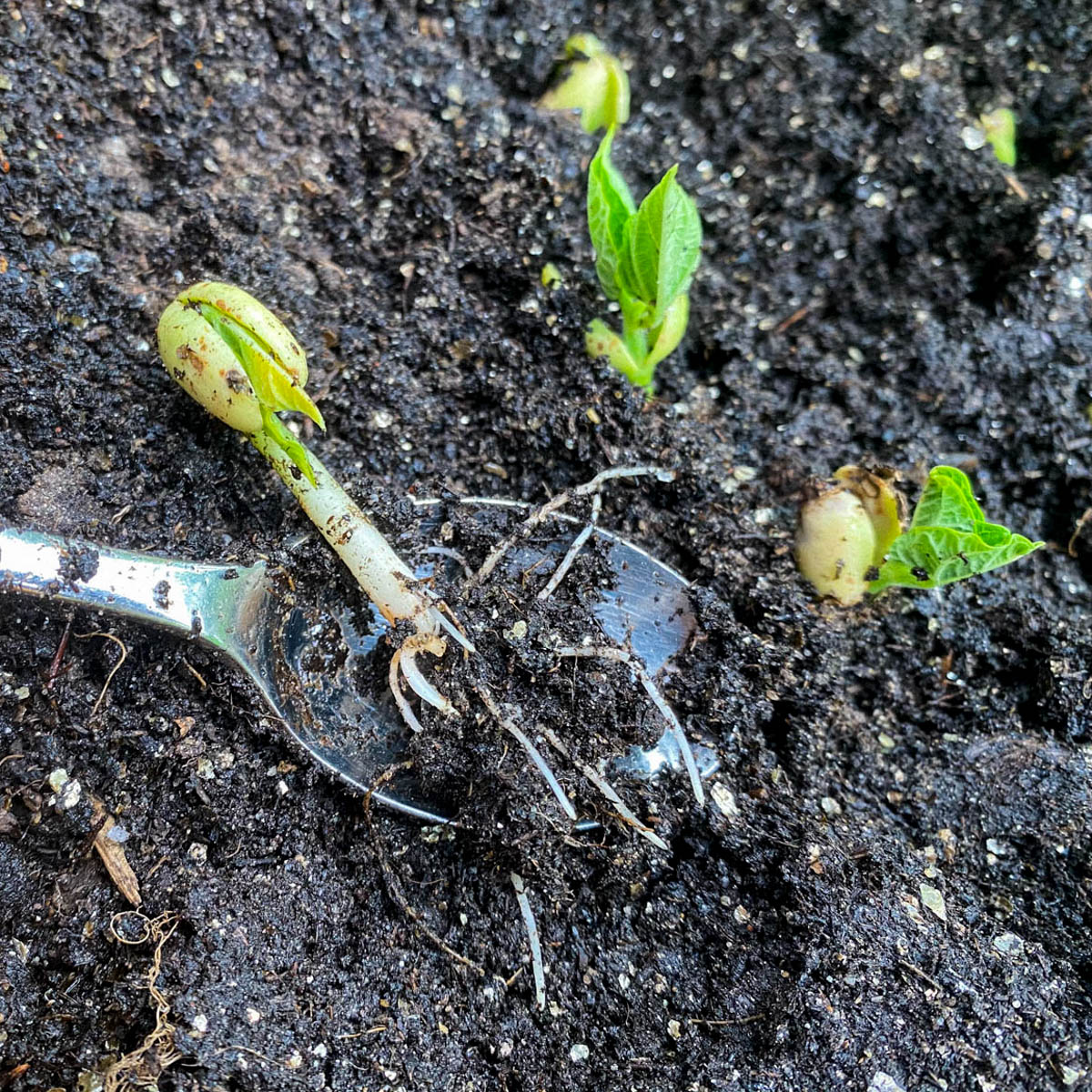 Romano pole bean seedlings planted beside a trellis