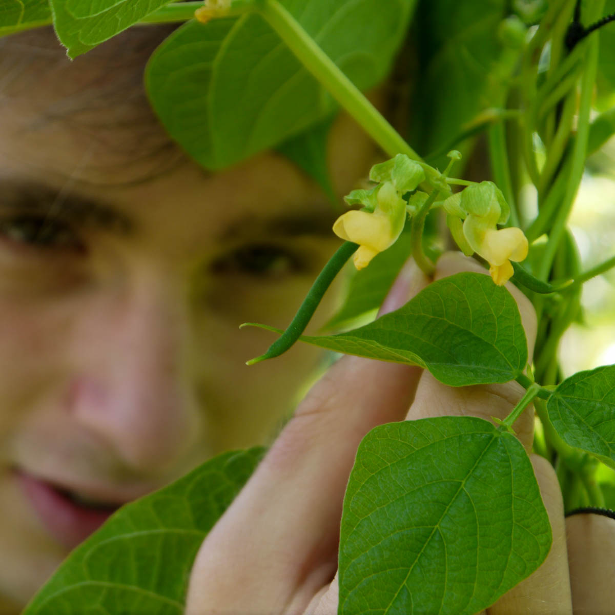 Romano pole bean flowers and tiny developing pods