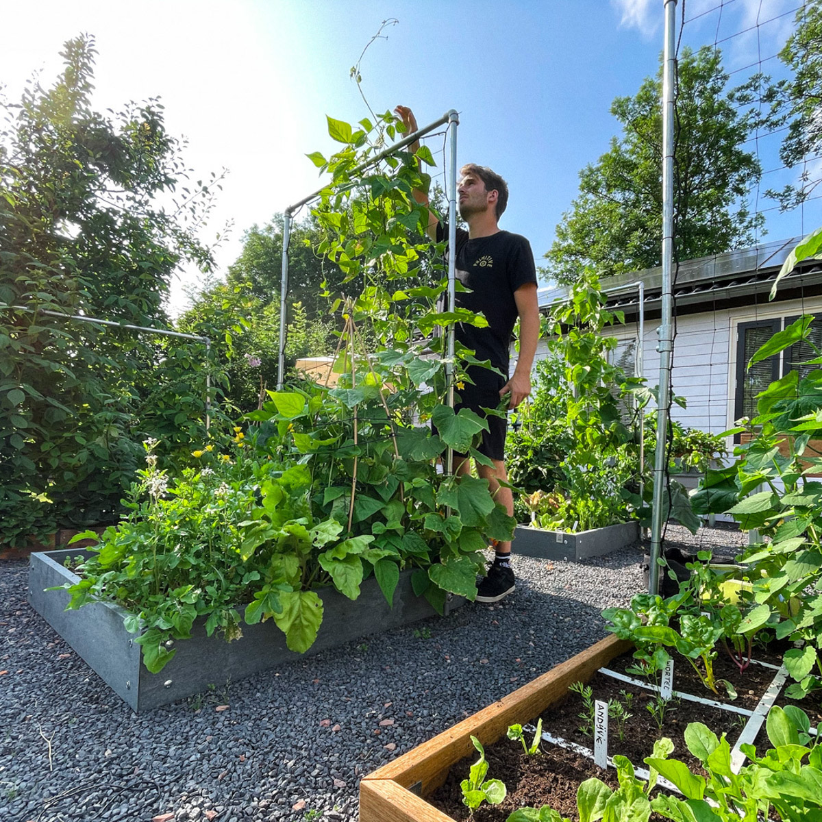 Tall pole bean plants growing above a trellis