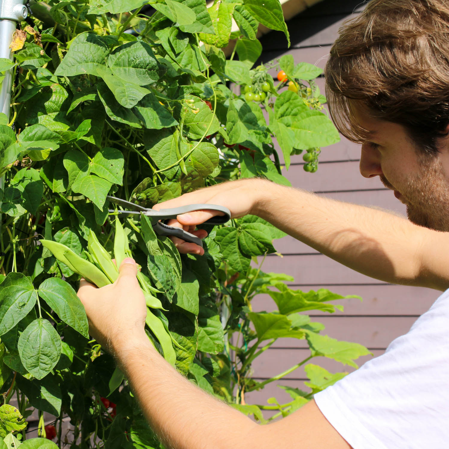 Long, flat Romano pole beans ready to pick