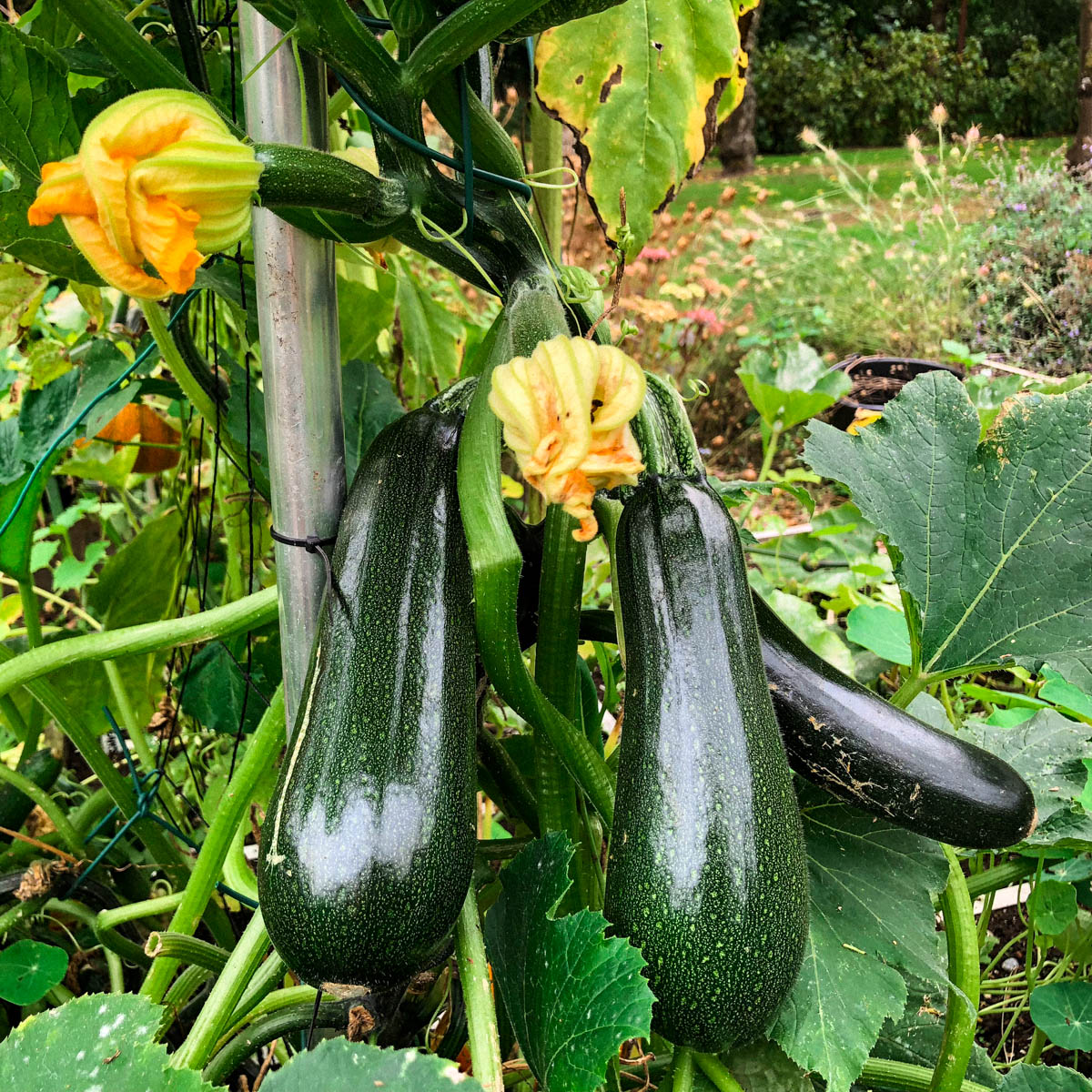 Lots of zucchinis? Then make a soup with herbs from your Planty Garden