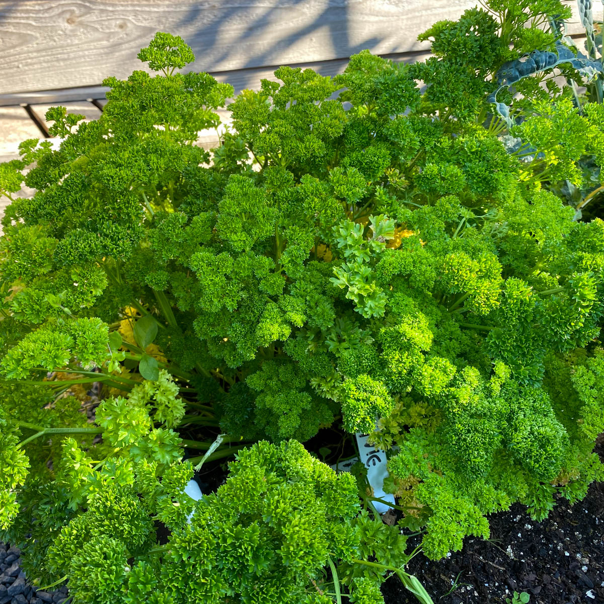 The tiny parsley plants sown in the spring are huge by early August in the Planty Garden