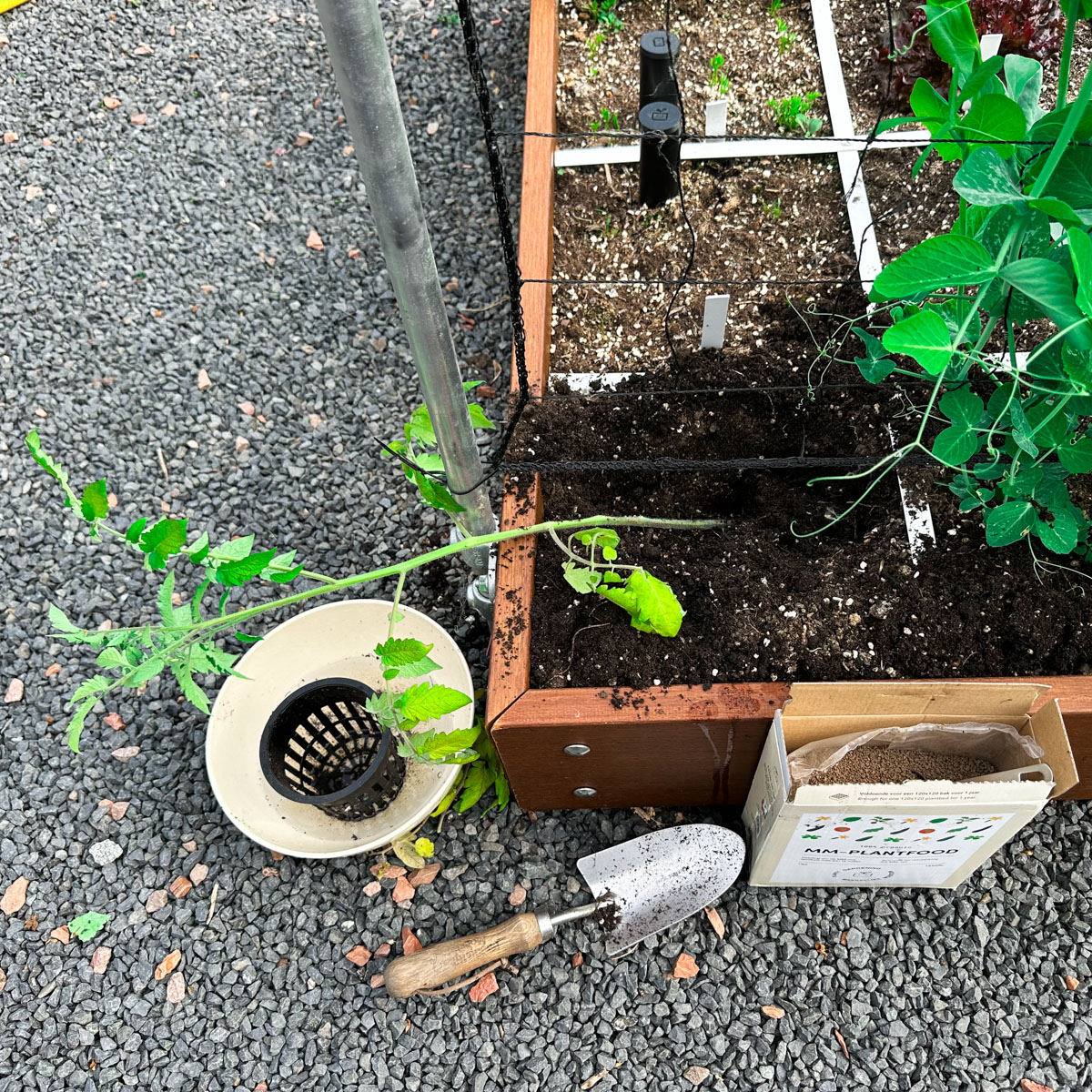 Tall tomato plant laid horizontally in a deep planting hole