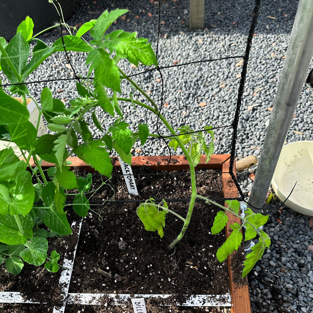 Young Yellow snack tomato tied loosely to a trellis