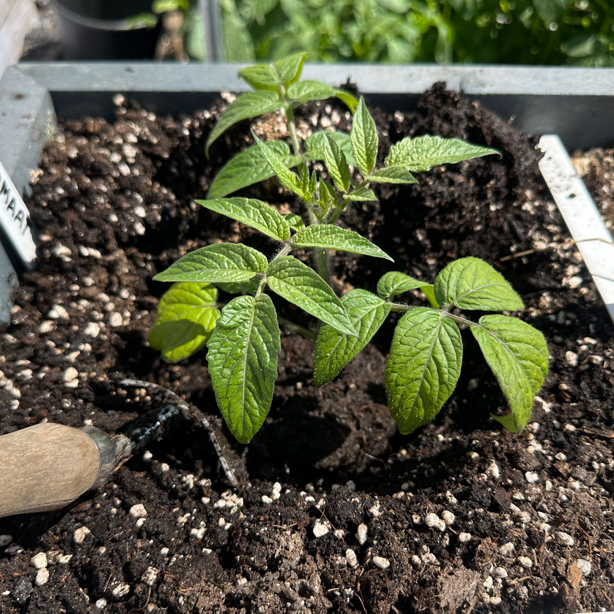 Bush tomato planted deeply in MM-Mix