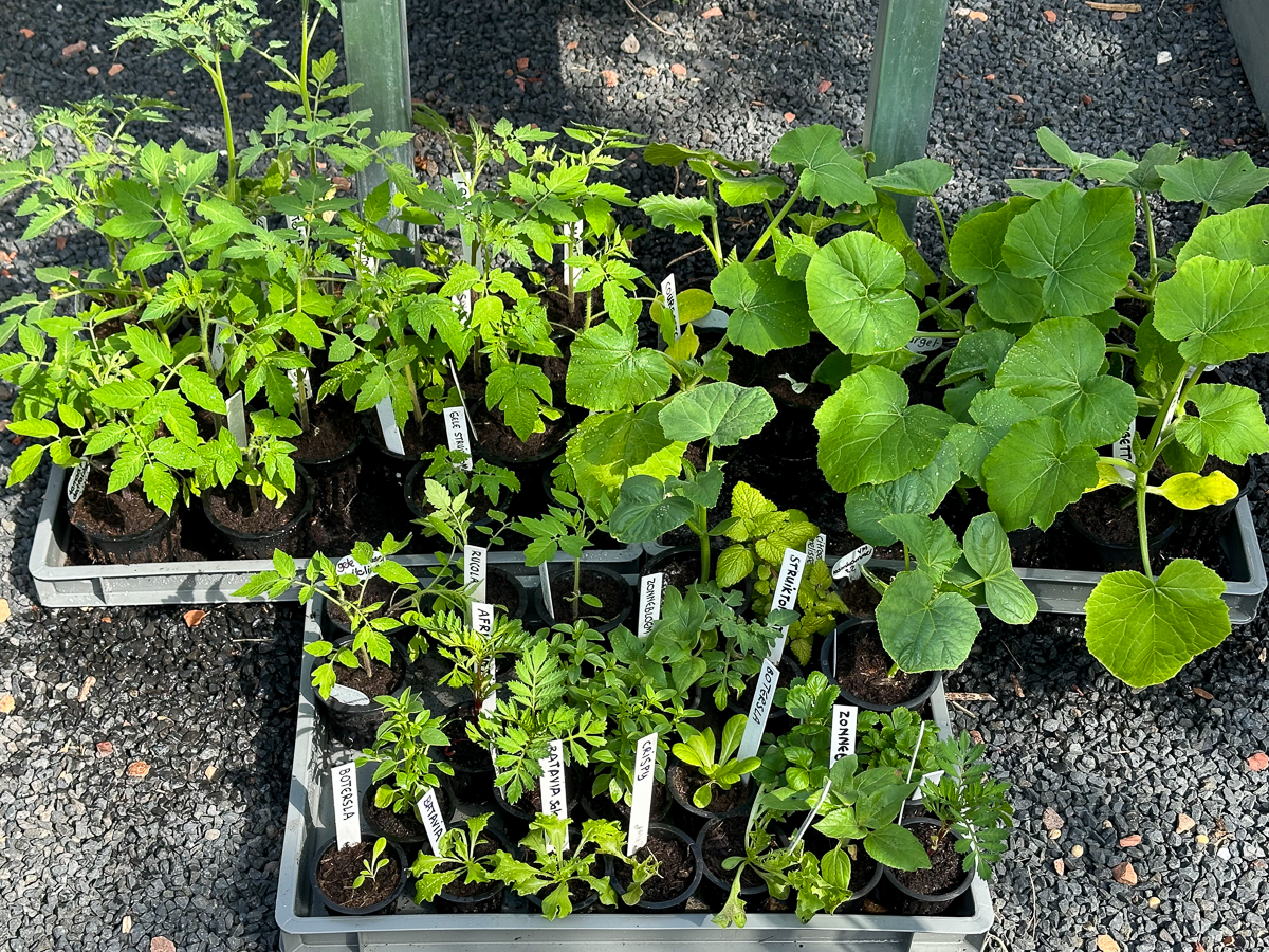 Afharden van de voorgezaaide plantjes