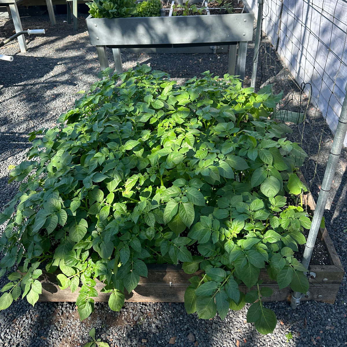 Aardappels in een Makkelijke Moestuinbak met waterreservoirs.