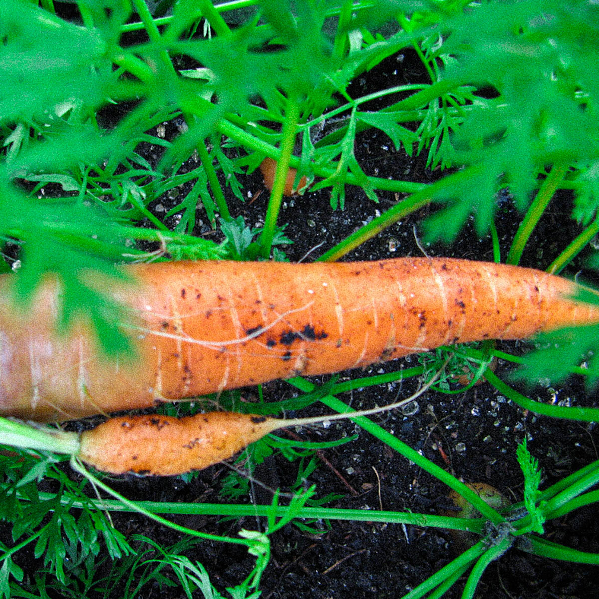 Wortels uit de Makkelijke Moestuin