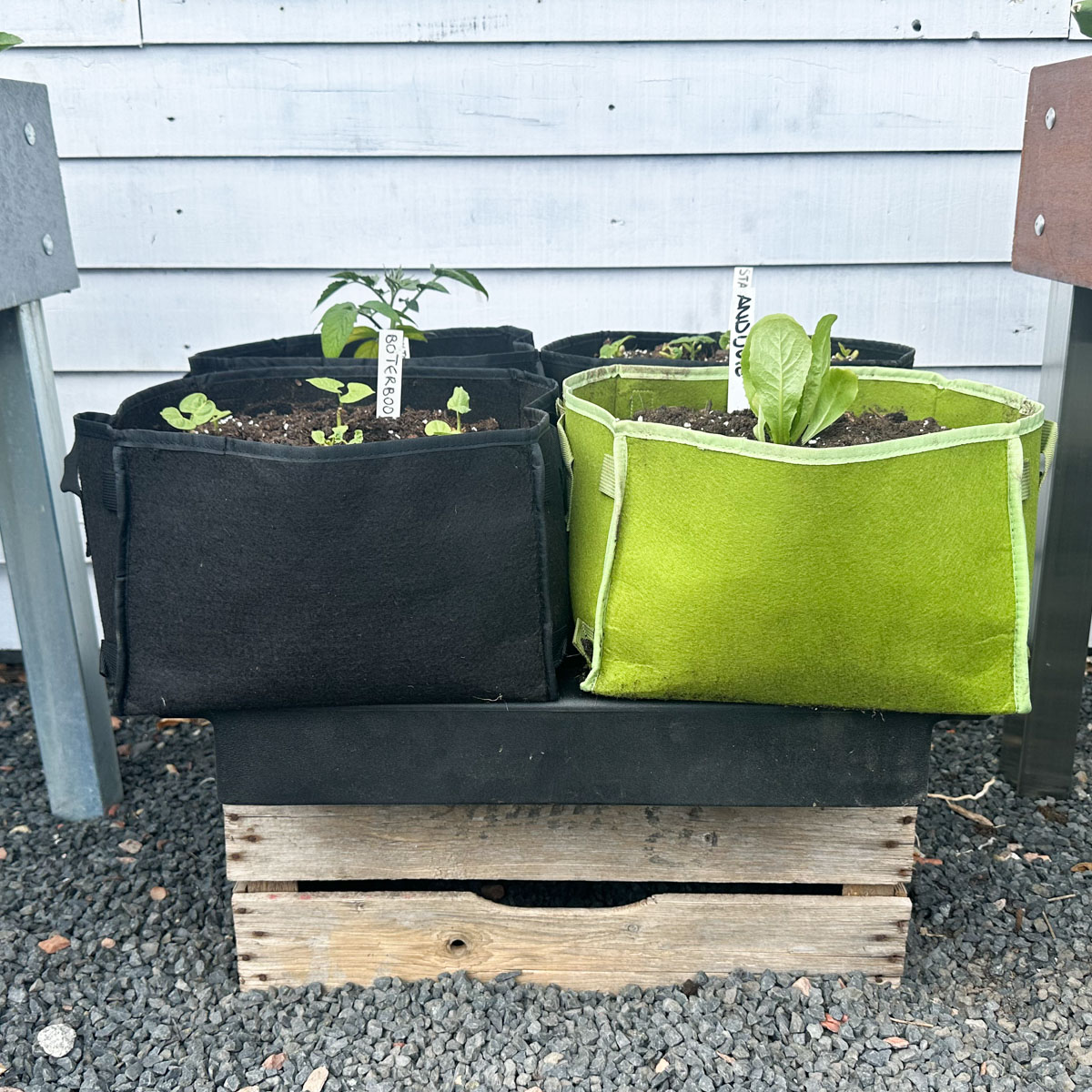 4 MM-mini's op een Makkelijke Moestuin waterreservoir