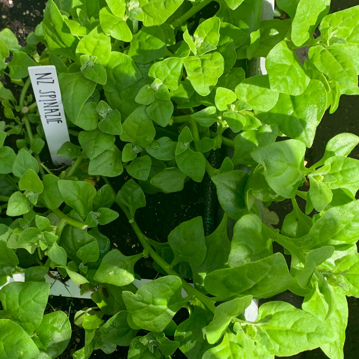 Nieuw-Zeelandse spinazie in de Makkelijke Moestuin