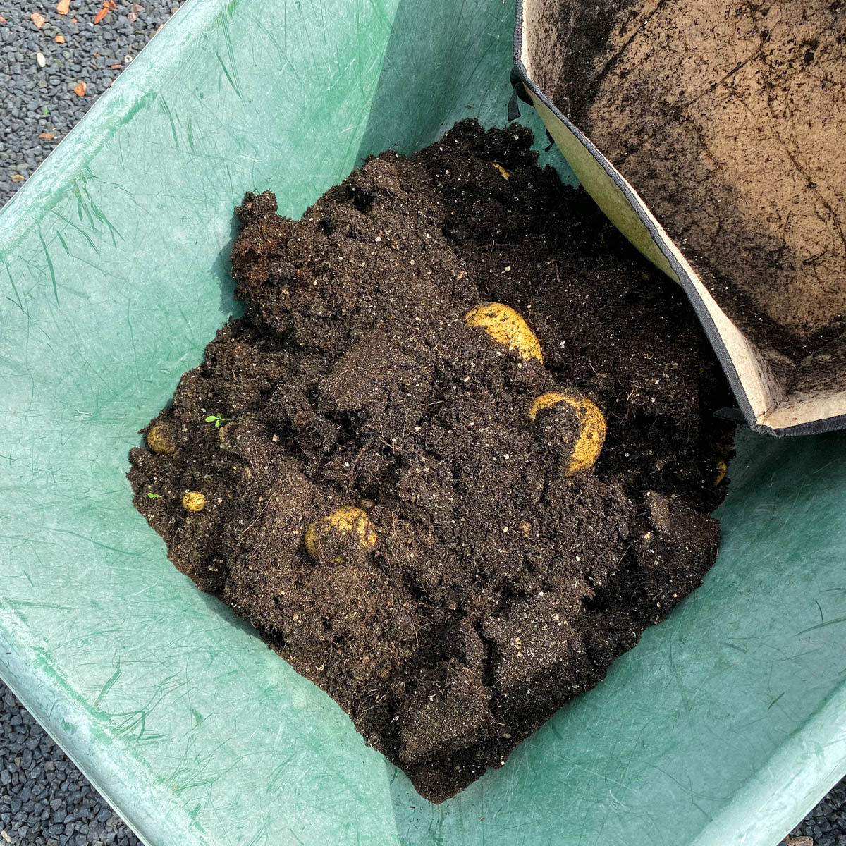Aardappels telen in een Makkelijke Moestuin mini