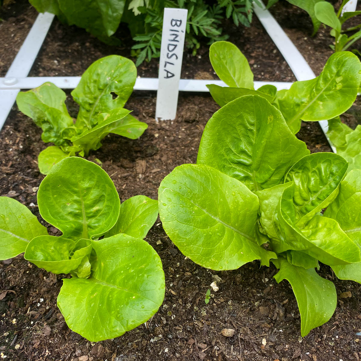 Bindsla in de Makkelijke Moestuin