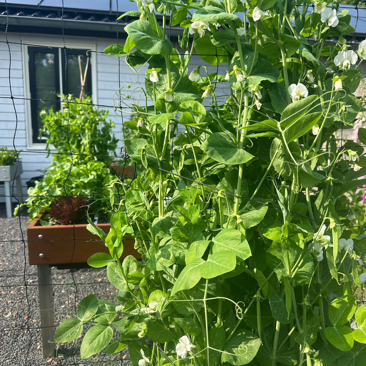 Give peas some extra support with a cord