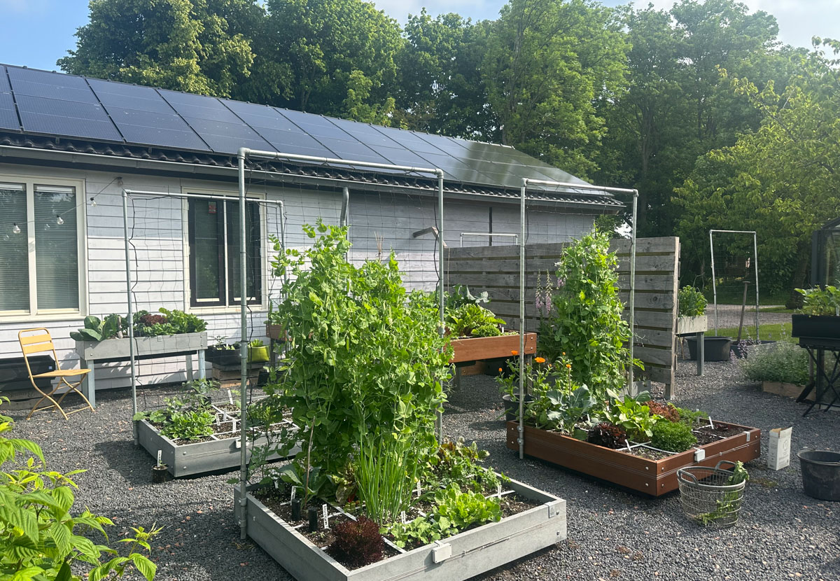Makkelijke Moestuinbakken in onze kantoortuin op 1 juni