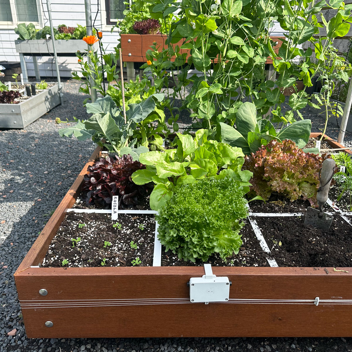 Zaailingen van de rucola in een eerder leeg-geoogst vak