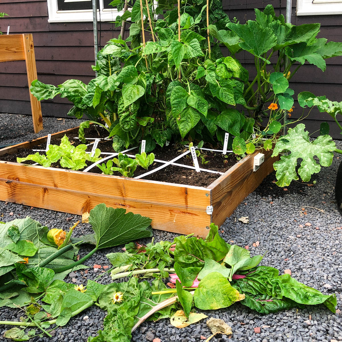 Opschonen Makkelijke Moestuinbakken begin augustus