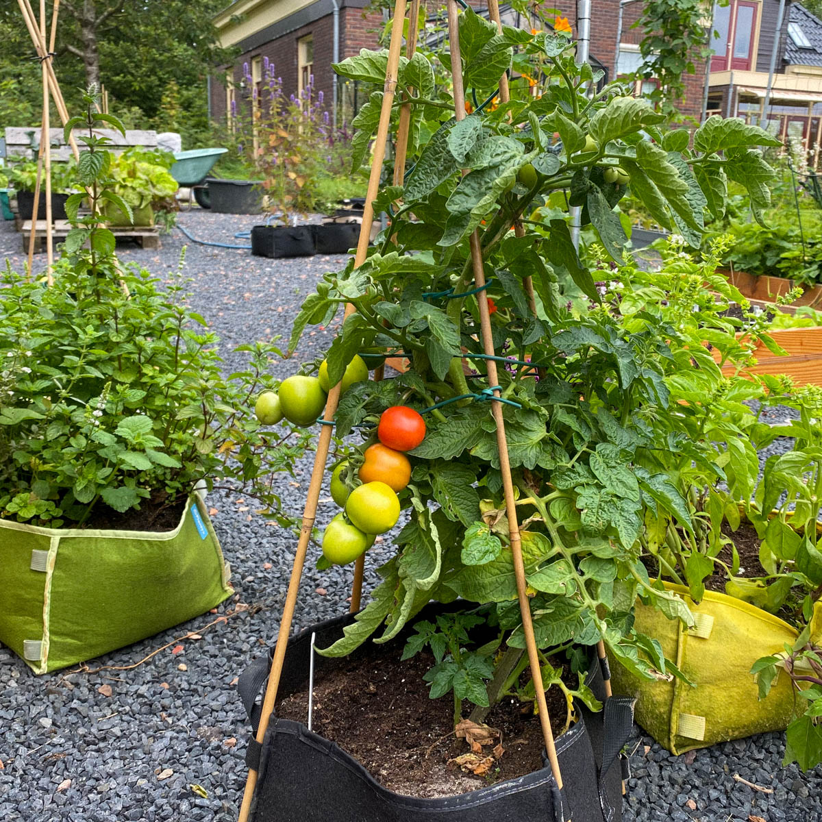 Tussenstand testzaden Makkelijke Moestuin 2020
