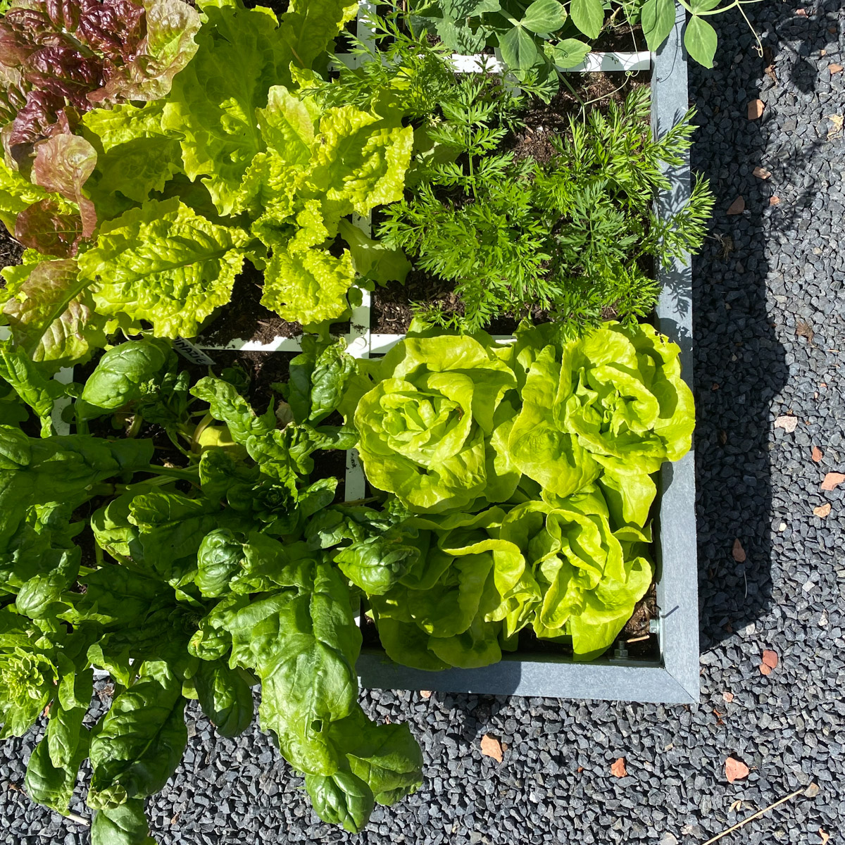 Gravel around your raised beds is a great choice