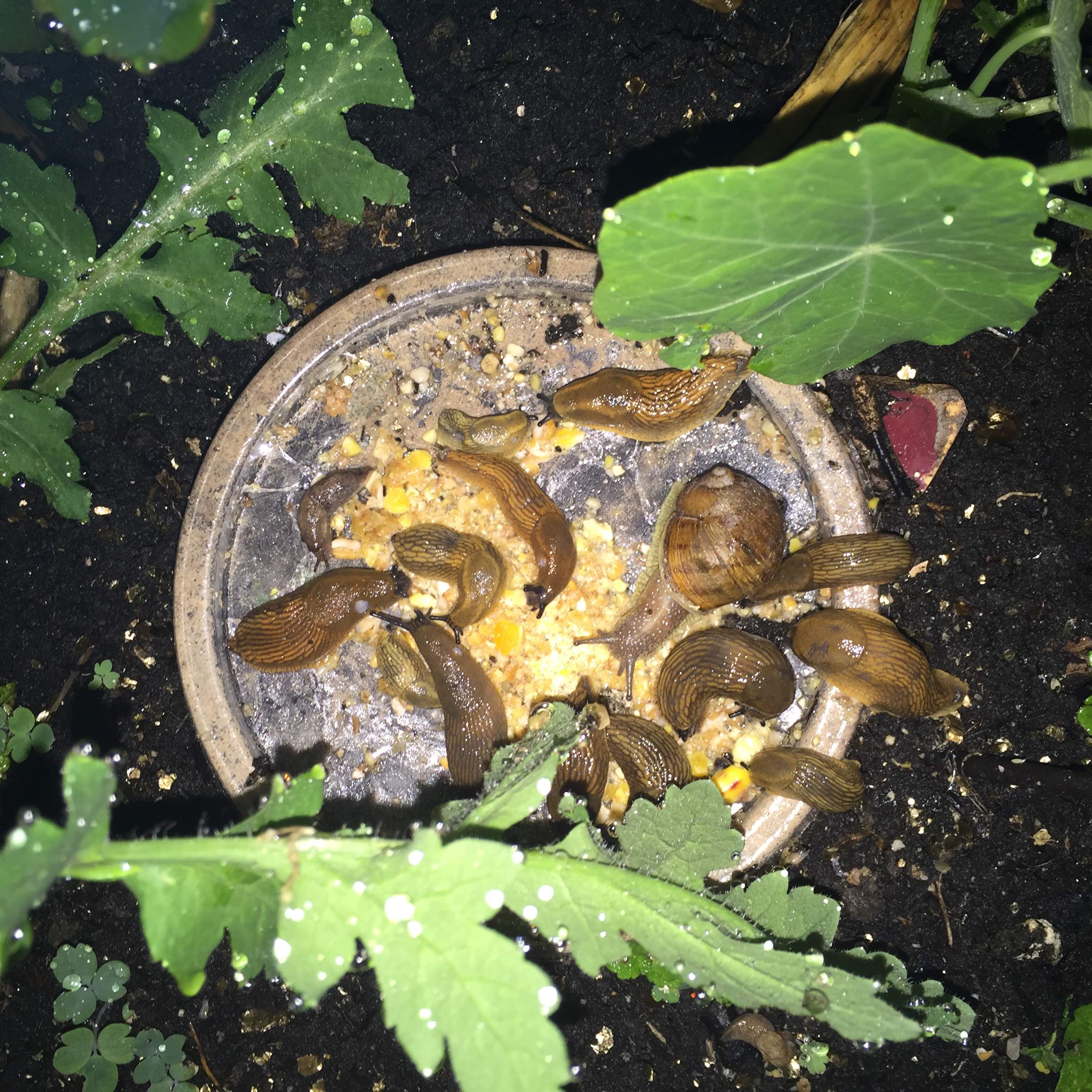A saucer of laying mash attracts lots of slugs and snails