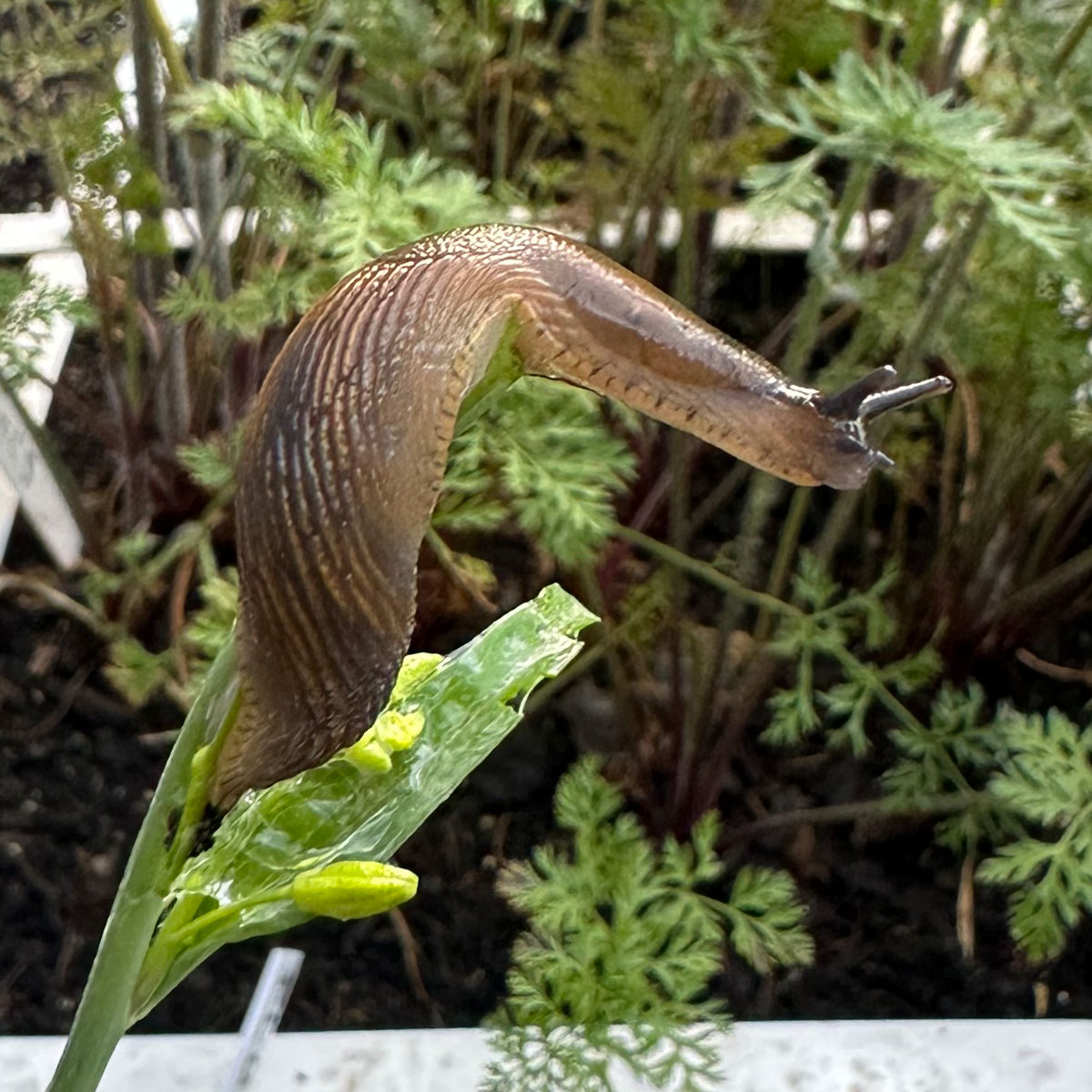 Spanish slug