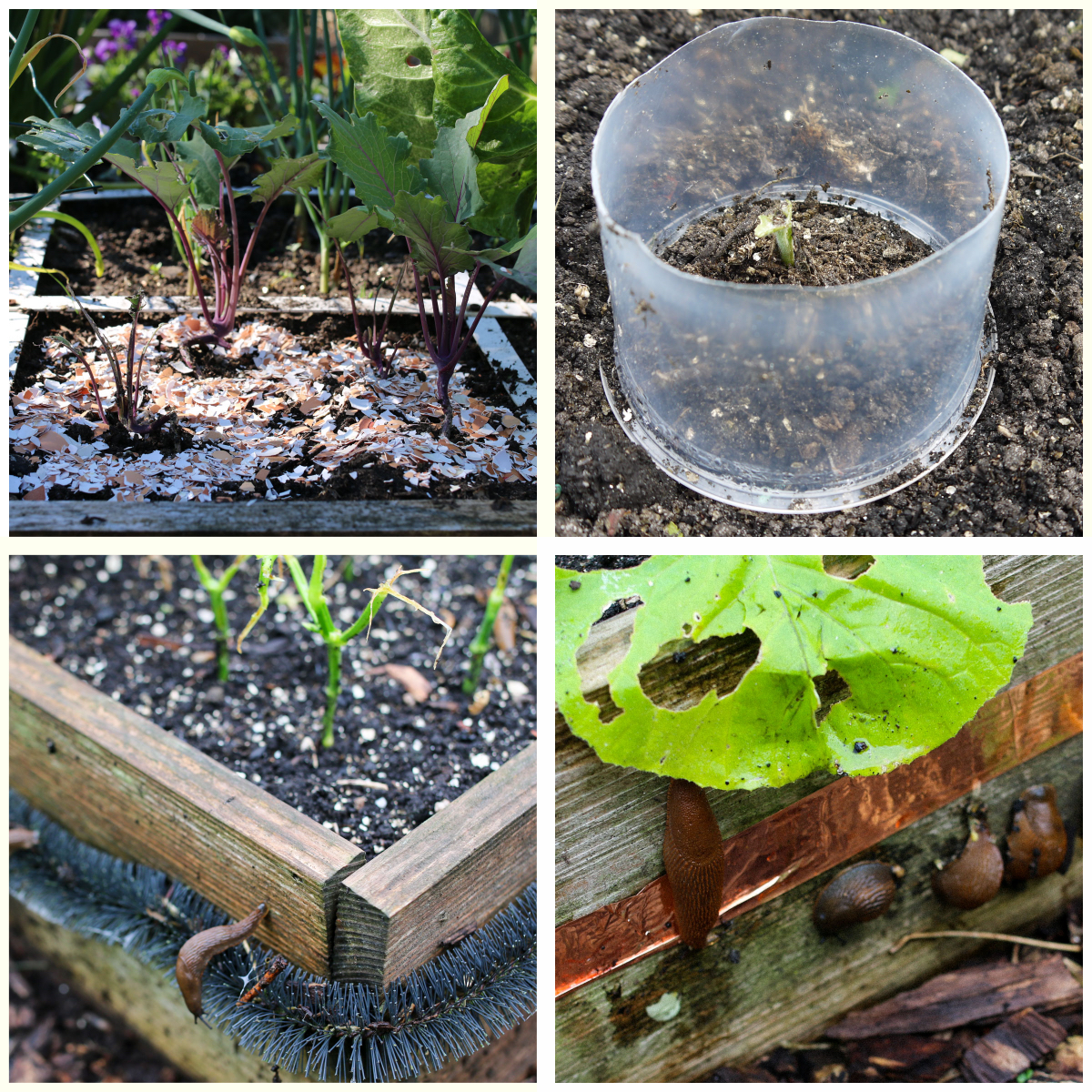Eggshells, smooth cups, slug brushes, and copper tape barely stop slugs and snails.