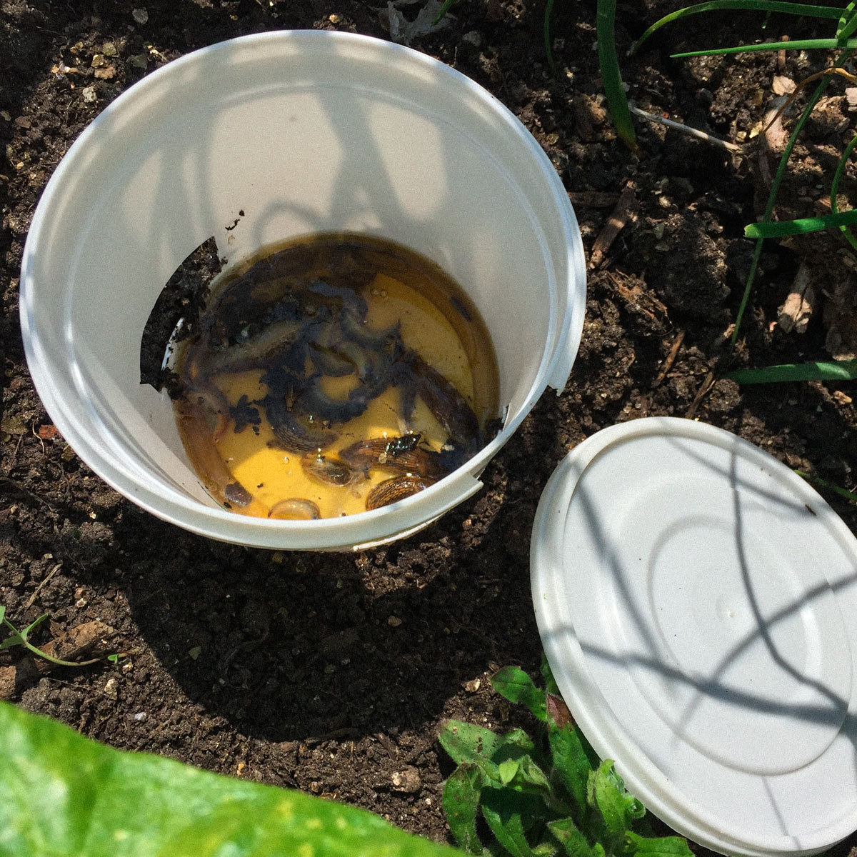 Homemade beer trap made from a yogurt cup