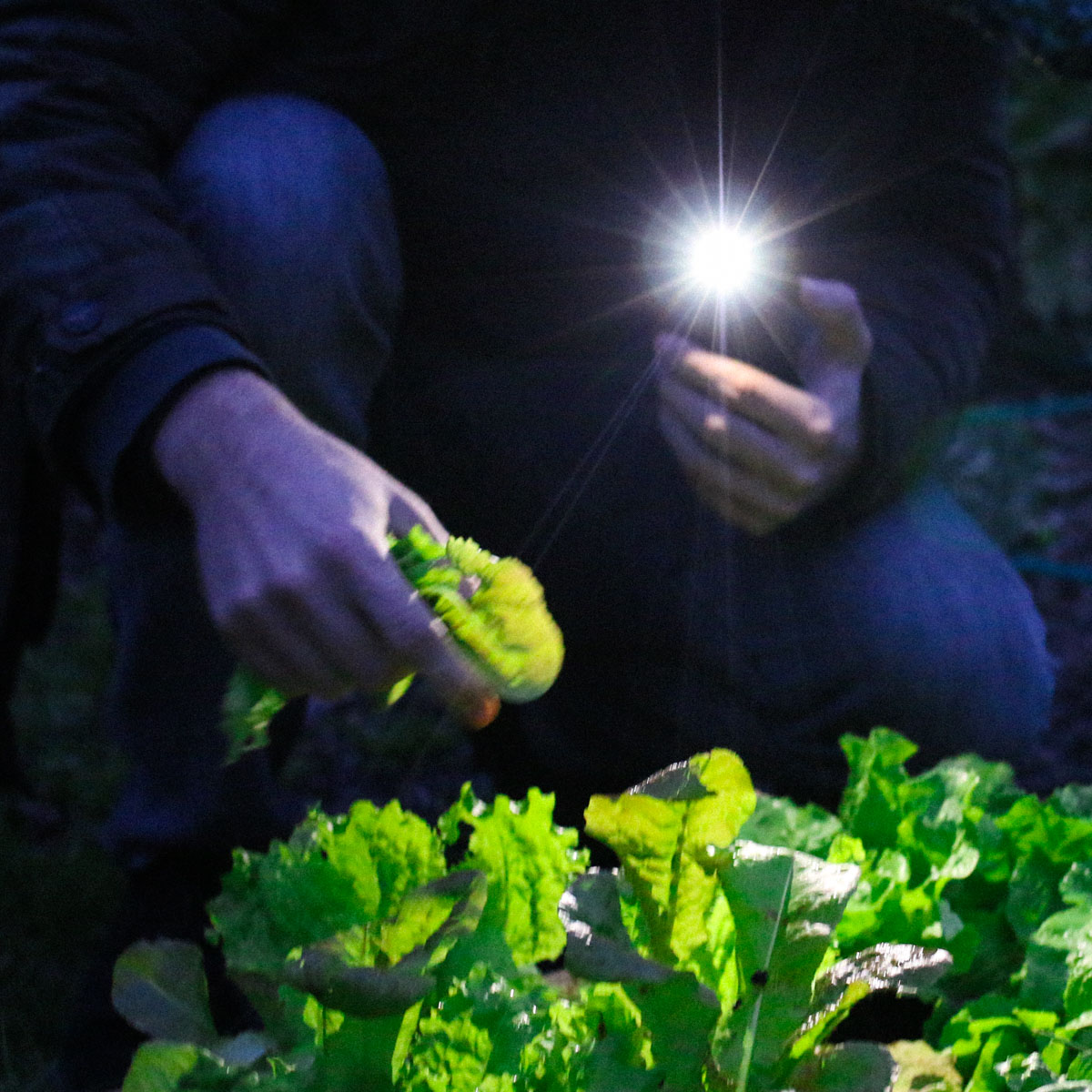 You find slugs and snails mostly in the dark: that's when they're active