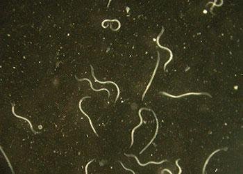 Nematodes against slugs