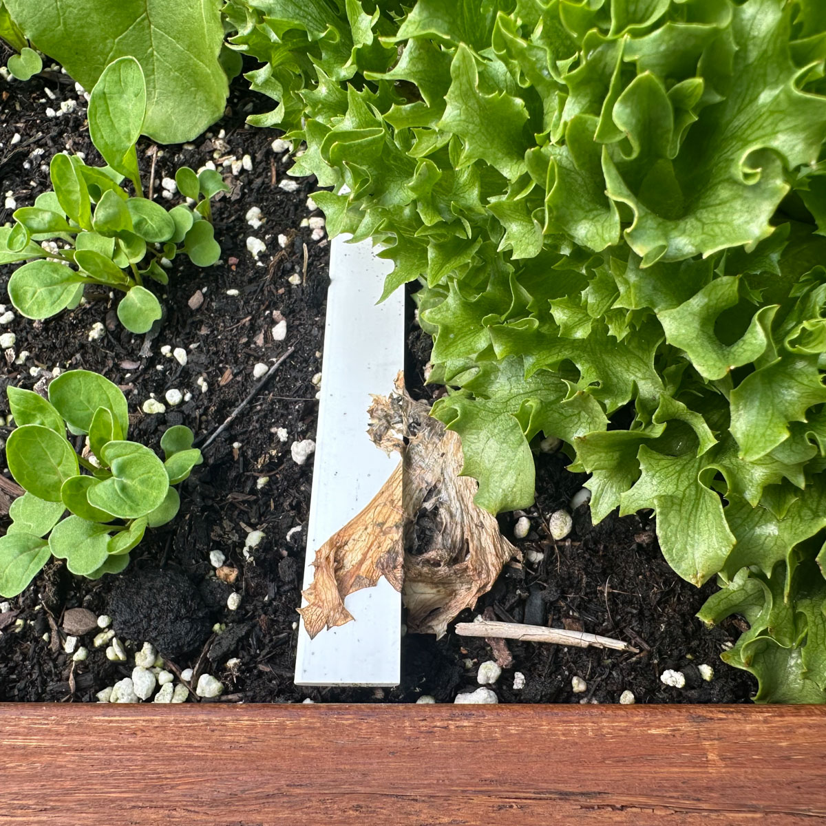 Remove yellow and shriveled leaves right away: slugs and snails love them