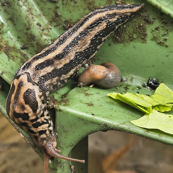 Leopard slug: this one you do want to see in your garden