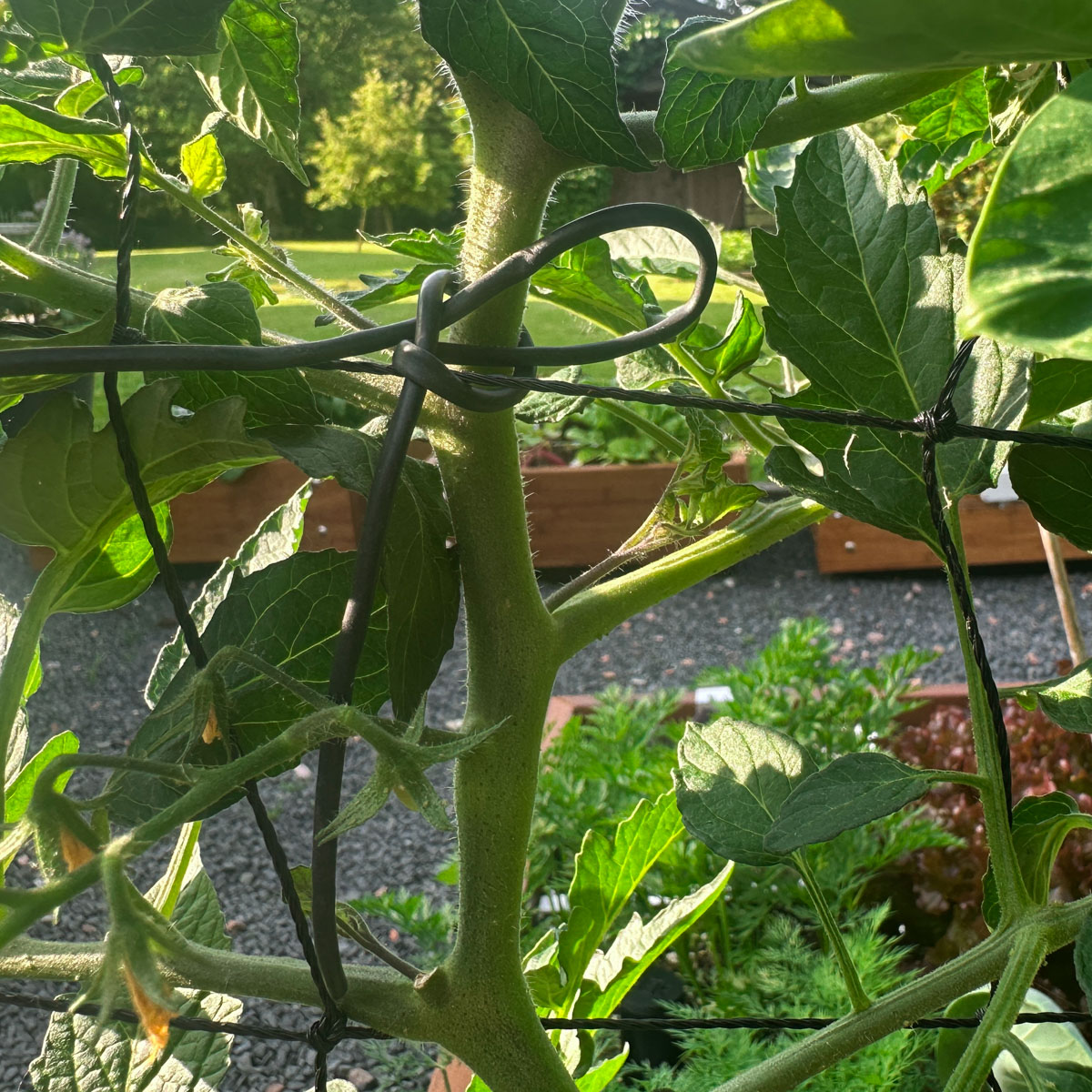 Tot deze maat breek je de dieven van tomaten makkelijk af