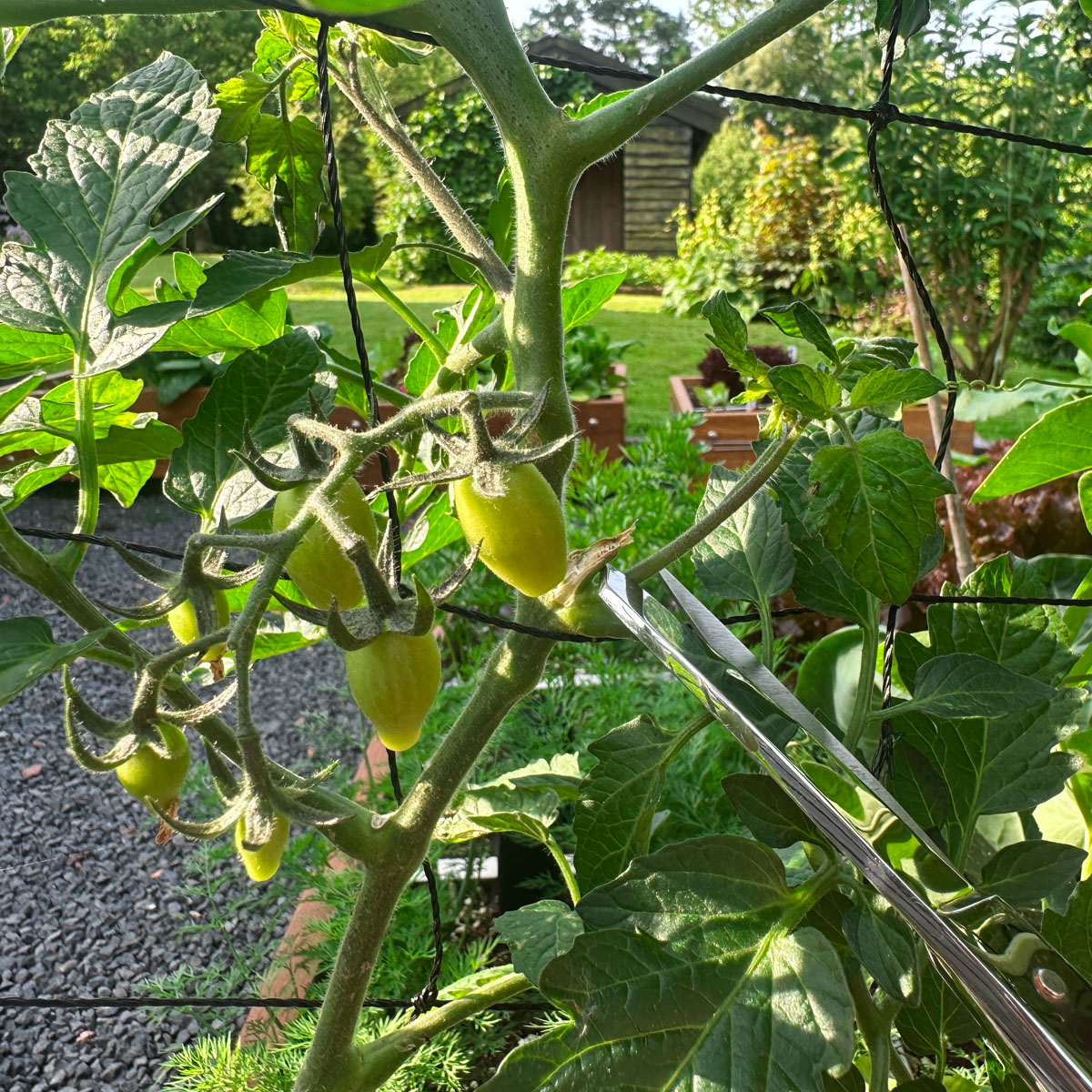 Knip grote dieven bij tomaten weg met een schaar