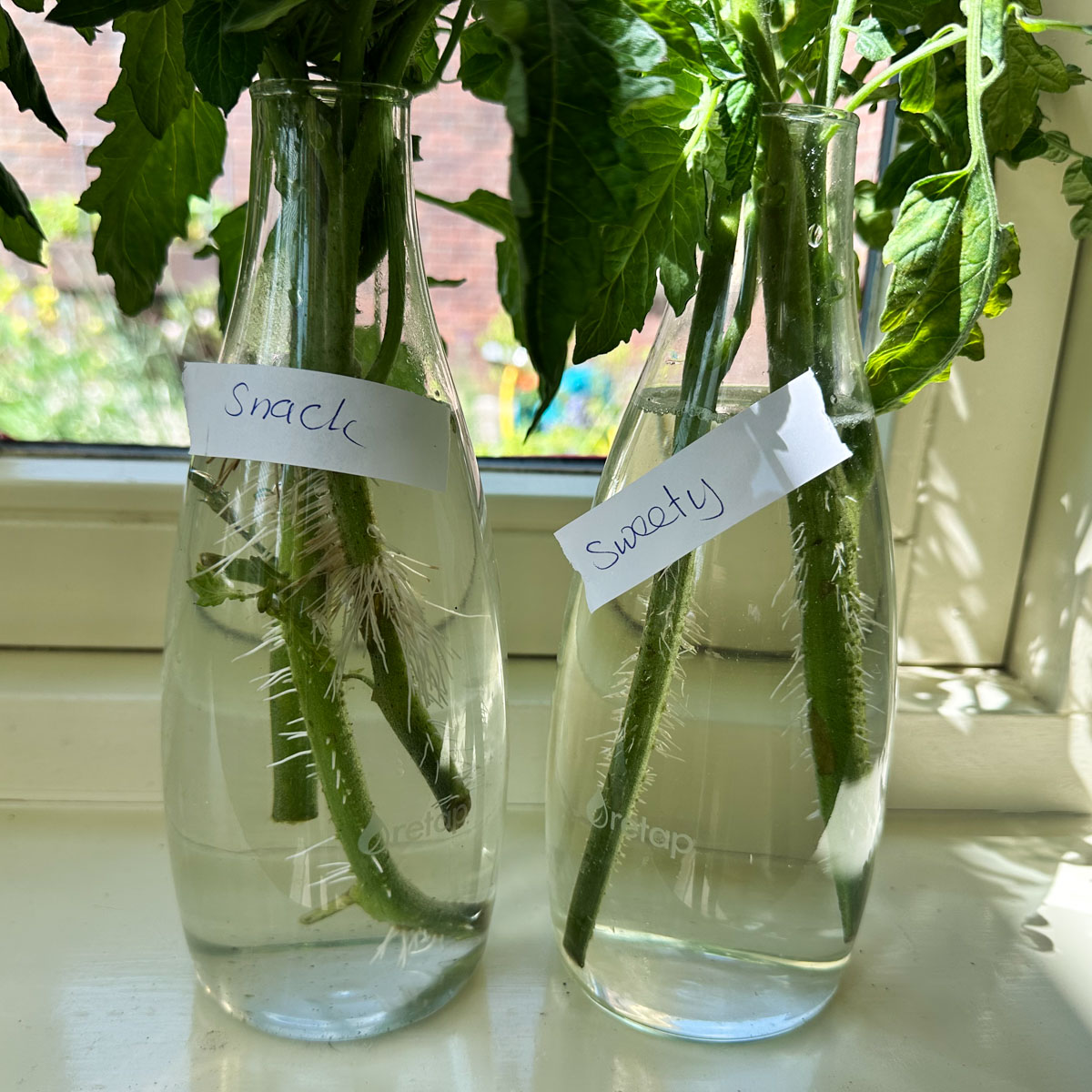 Wortelende zijscheuten van de hoge tomaten in een fles met water