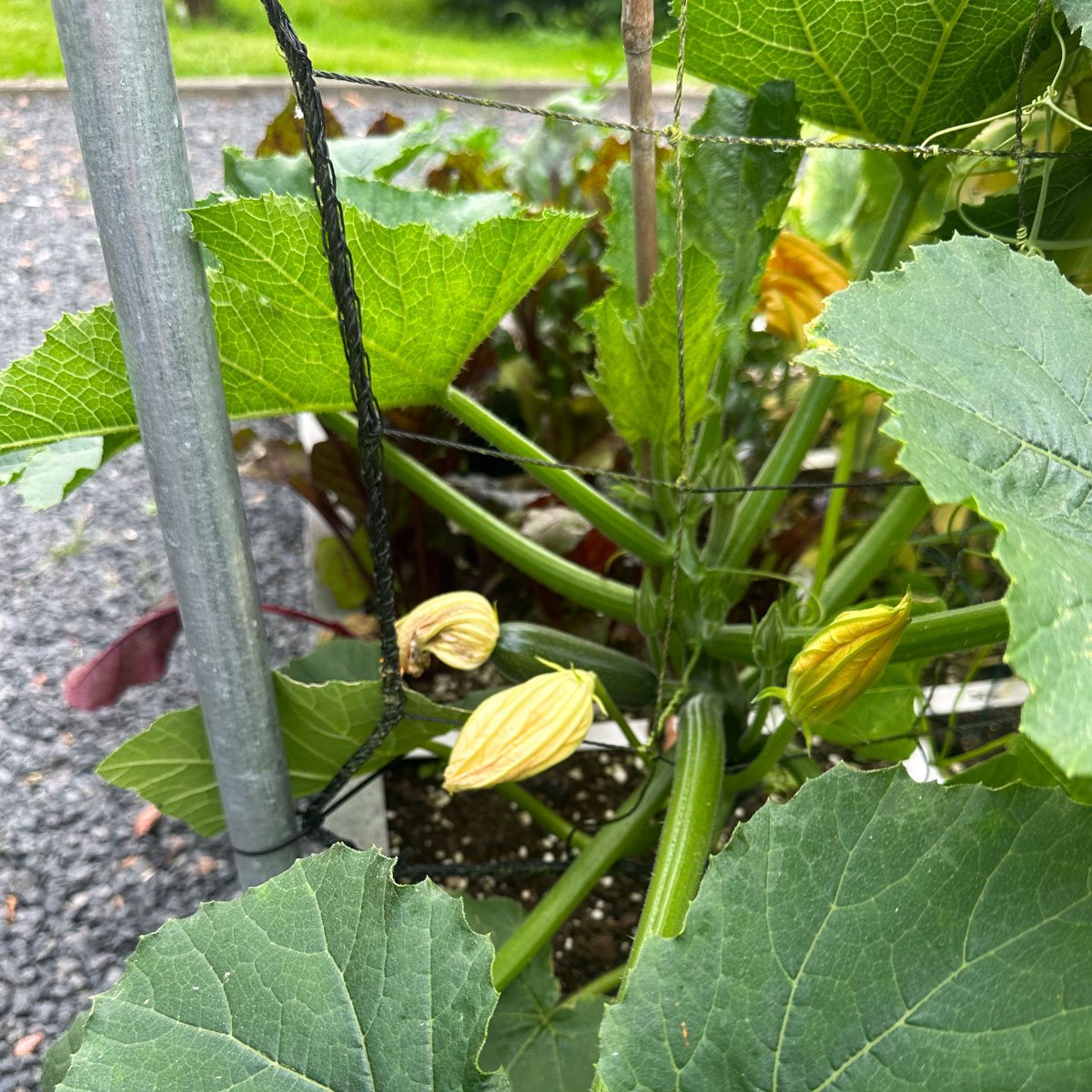 De eerste Makkelijke Moestuin klimcourgette is in de maak