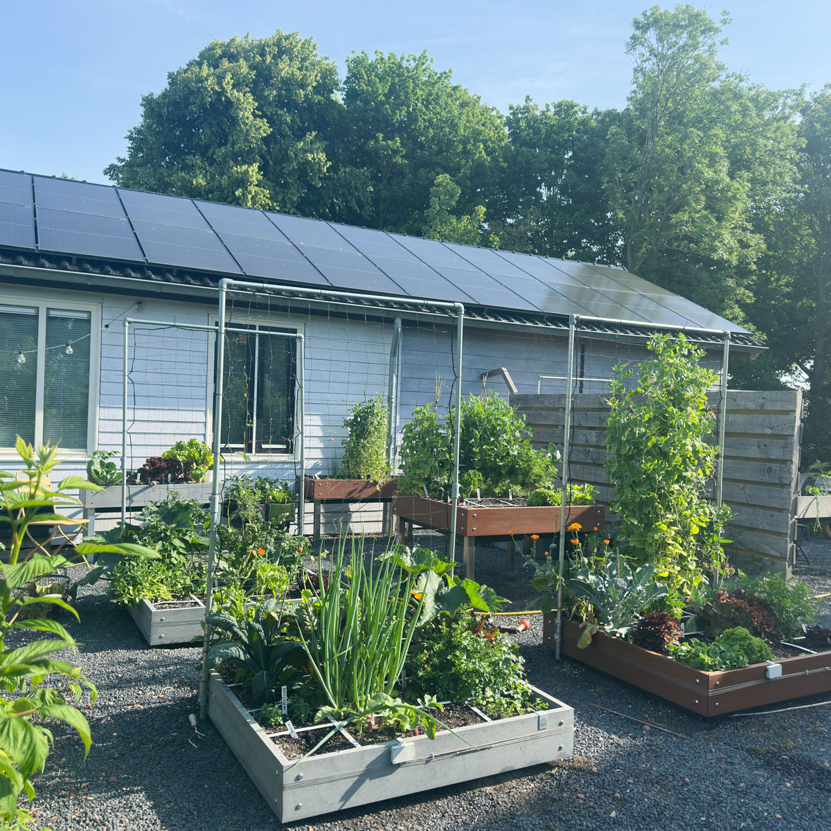 Onze Makkelijke Moestuinbakken staan (bijna) de hele dag in de zon