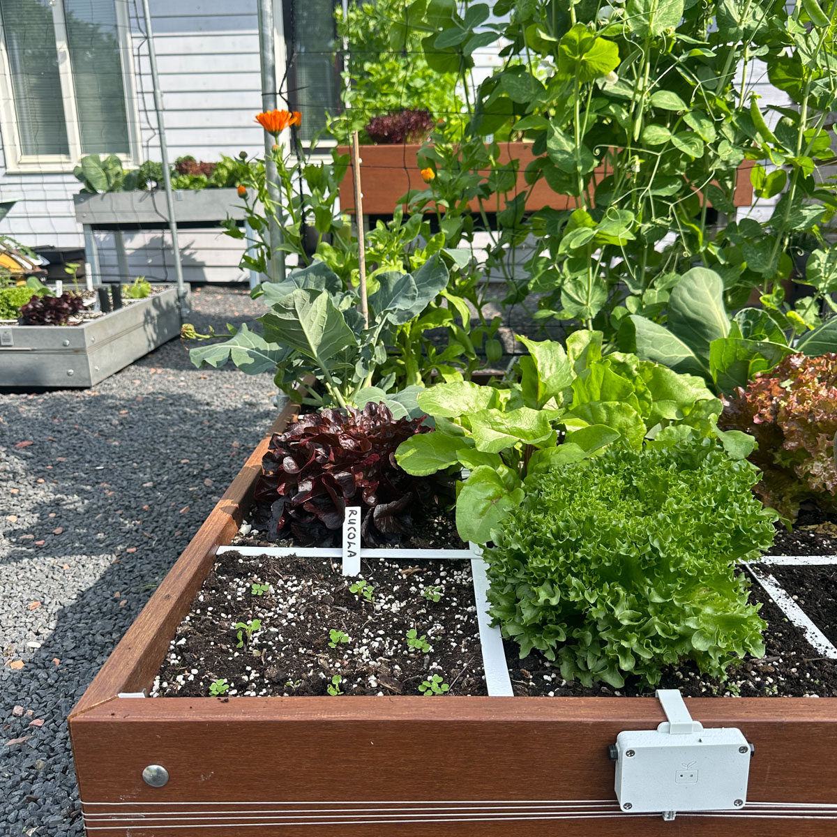 Het klimrek komt aan de noordkant van een Makkelijke Moestuinbak