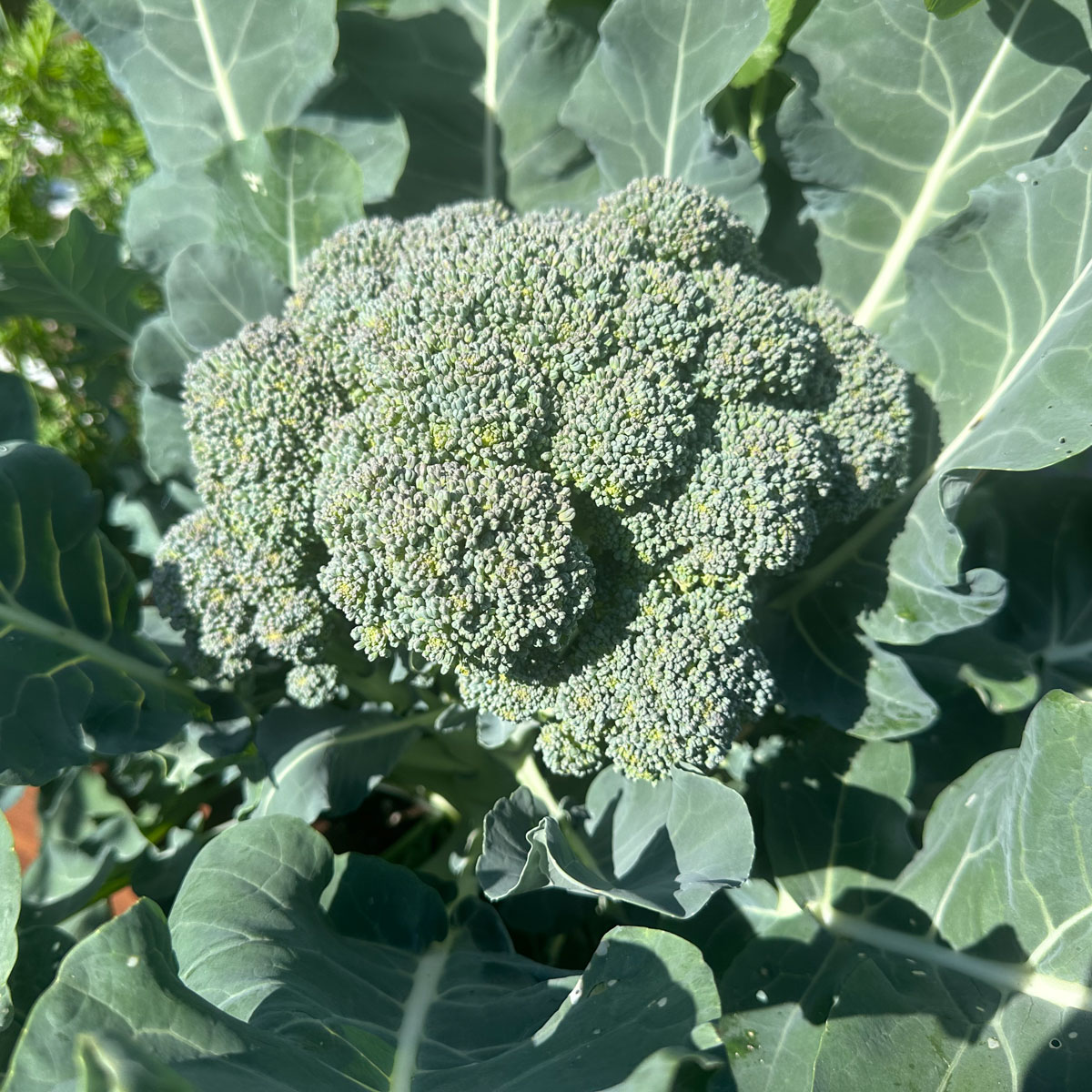 'Baby'-broccoli: minstens zo groot als de stronken uit de winkel