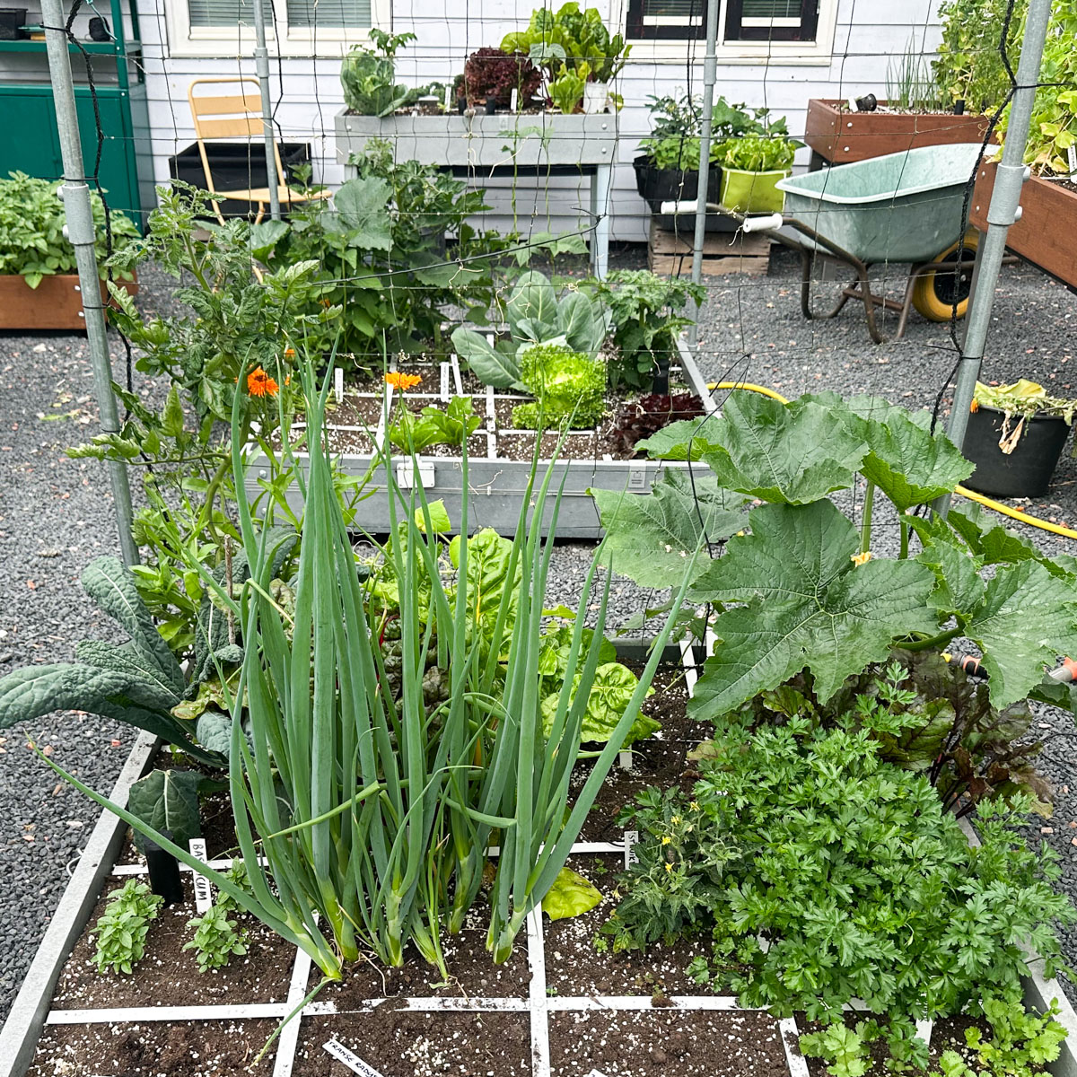 Lente-ui: hoger dan de snijbiet erachter