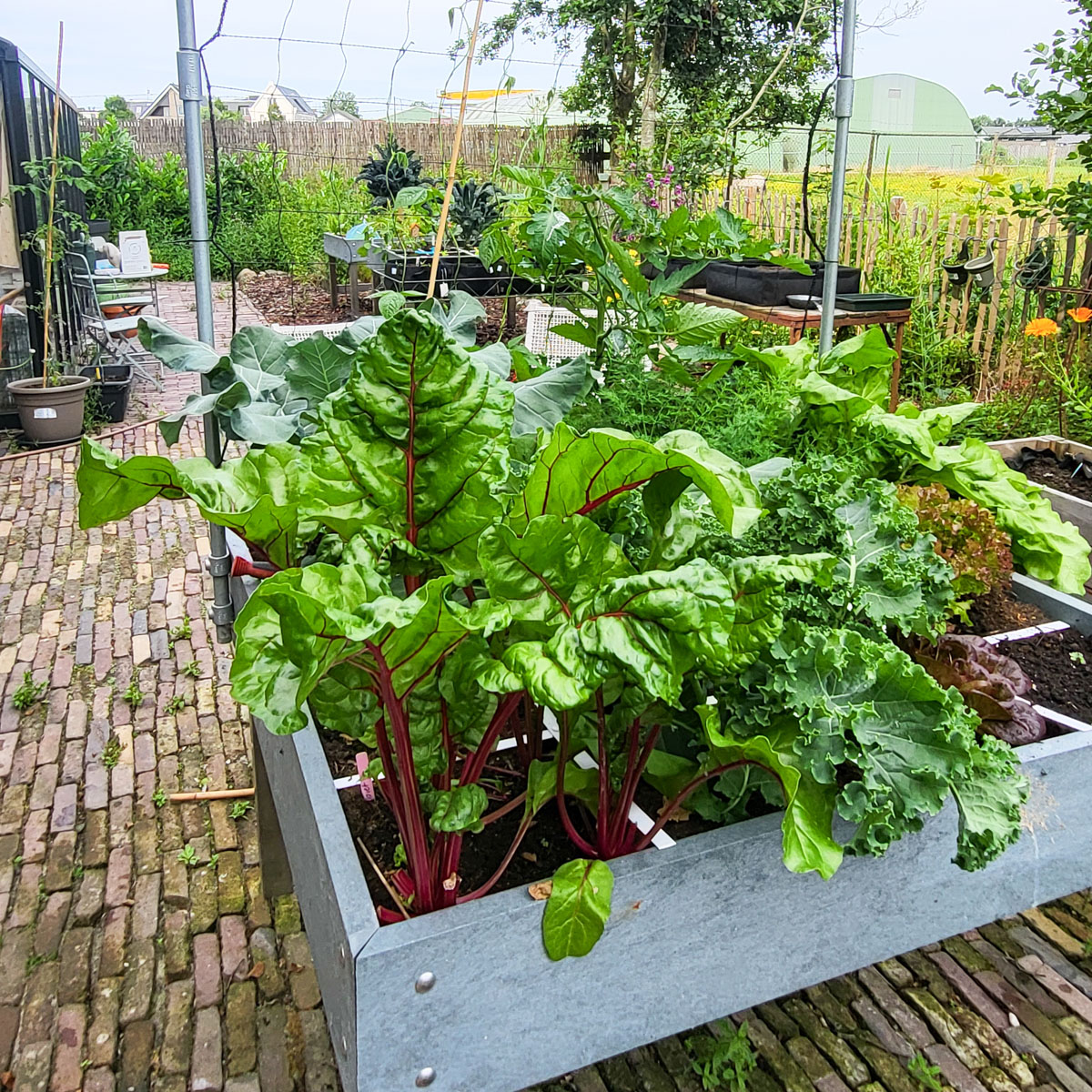 Cecile is heel blij met haar Makkelijke Moestuinbak met waterreservoir